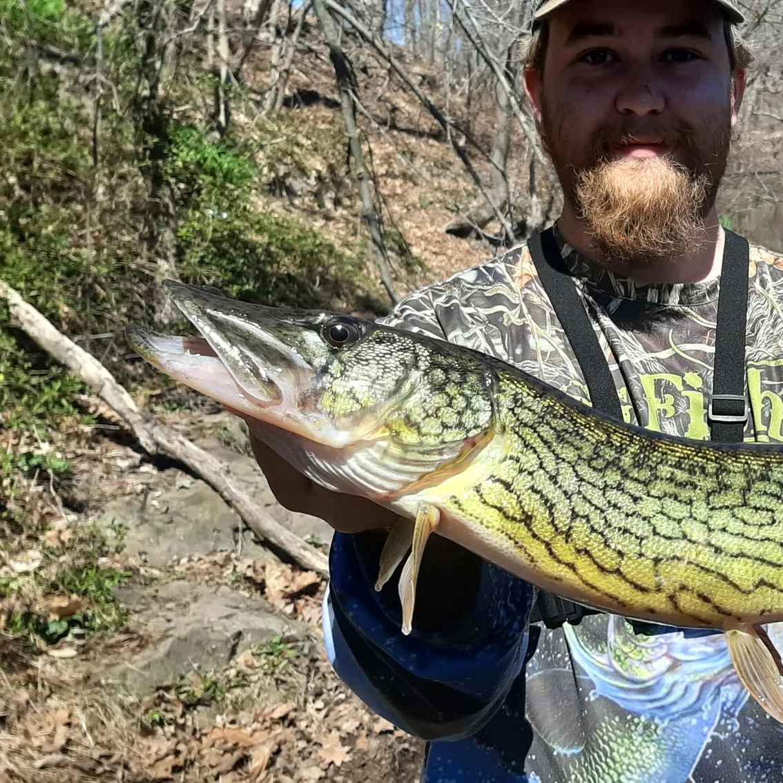 The most popular recent Chain pickerel catch on Fishbrain