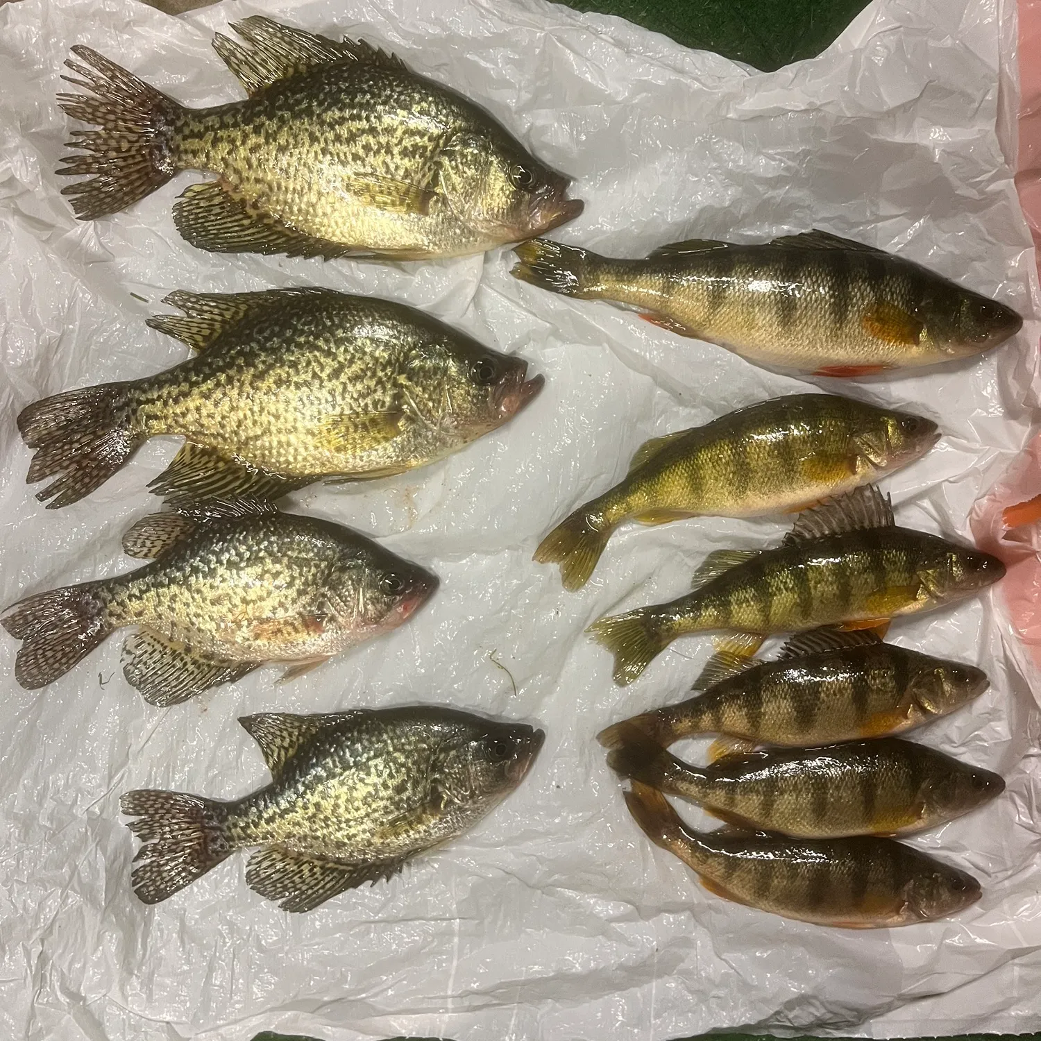 recently logged catches