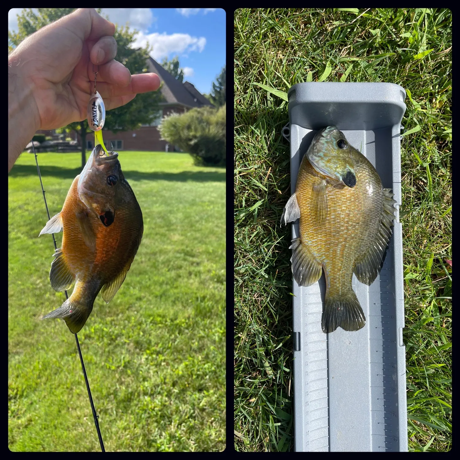 recently logged catches