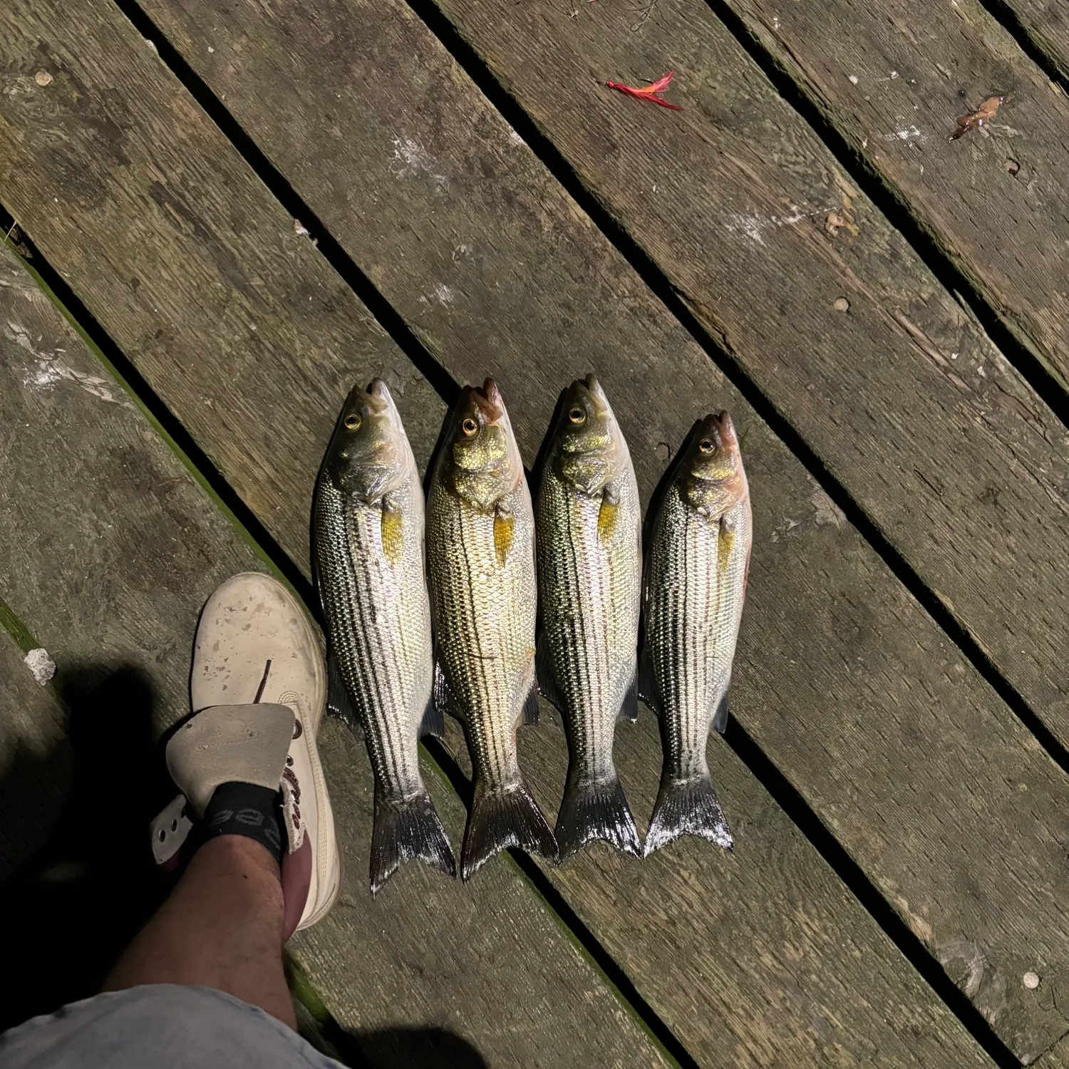 recently logged catches