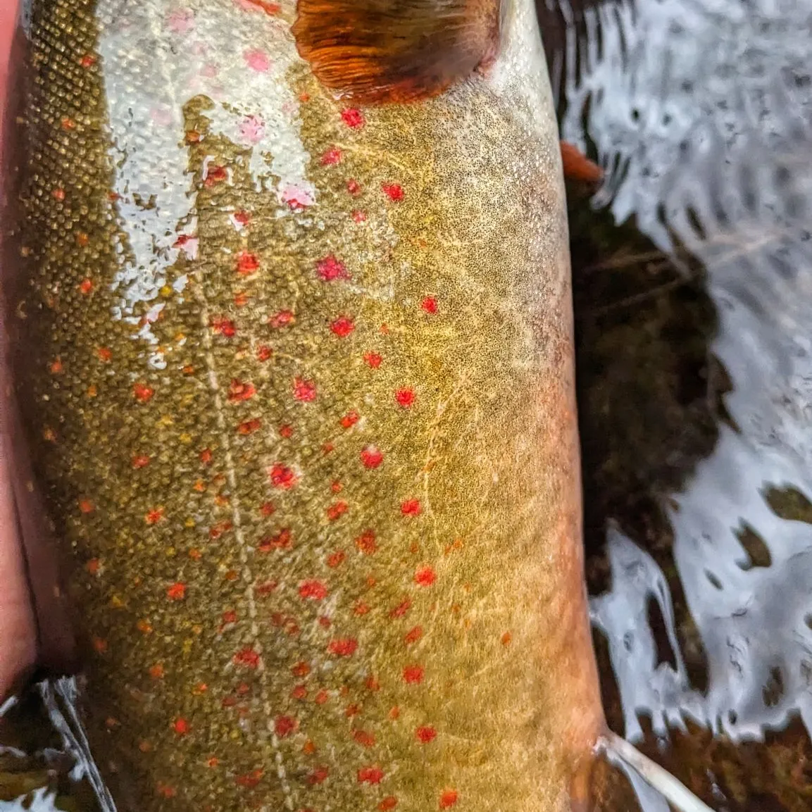 The most popular recent Bull trout catch on Fishbrain