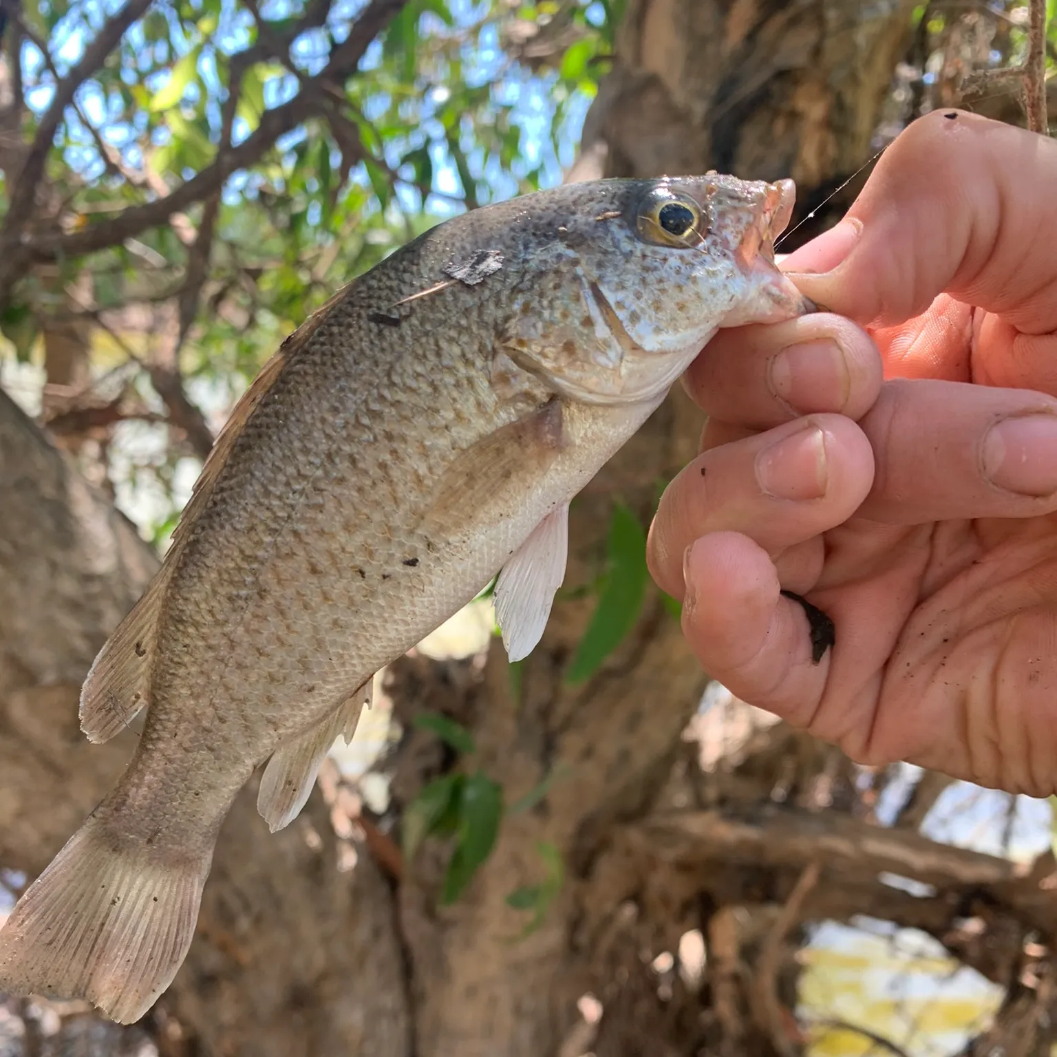 The most popular recent Spangled perch catch on Fishbrain