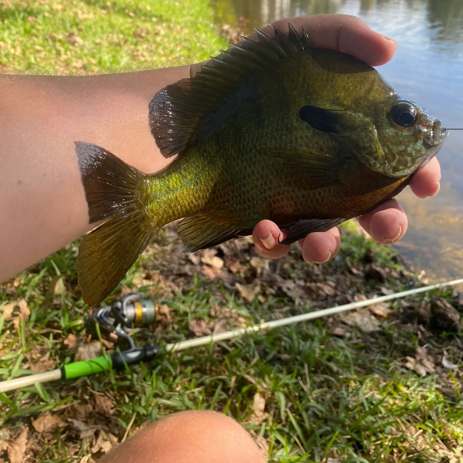 The most popular recent Redbreast sunfish x bluegill catch on Fishbrain