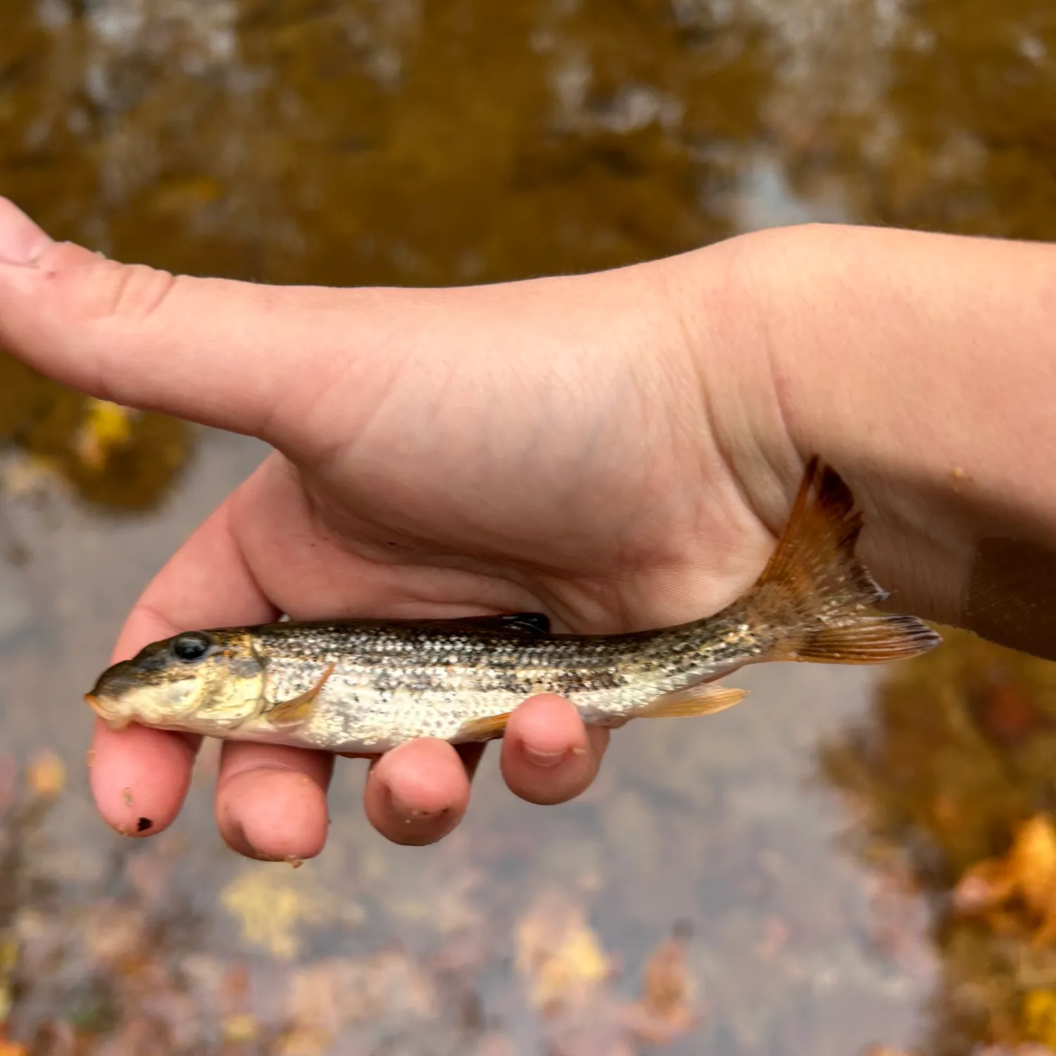 The most popular recent Alabama hogsucker catch on Fishbrain