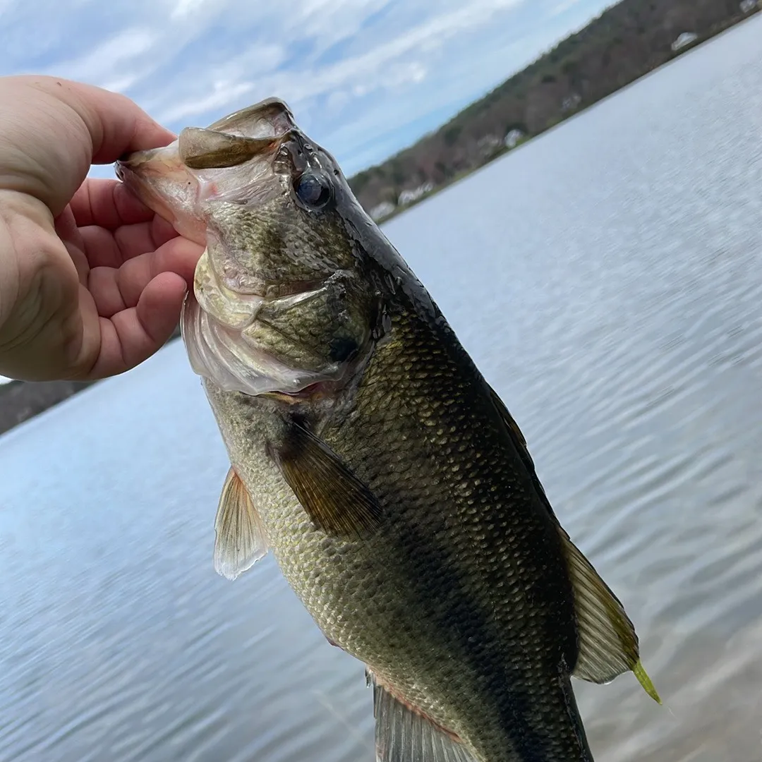 ᐅ Nassau Lake fishing reports🎣• Schodack, NY (United States) fishing