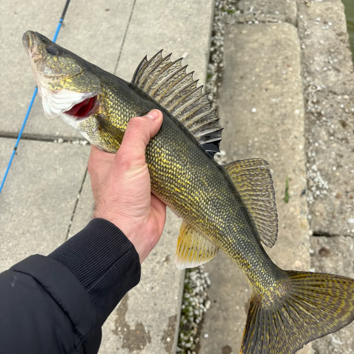 The most popular recent Sauger catch on Fishbrain