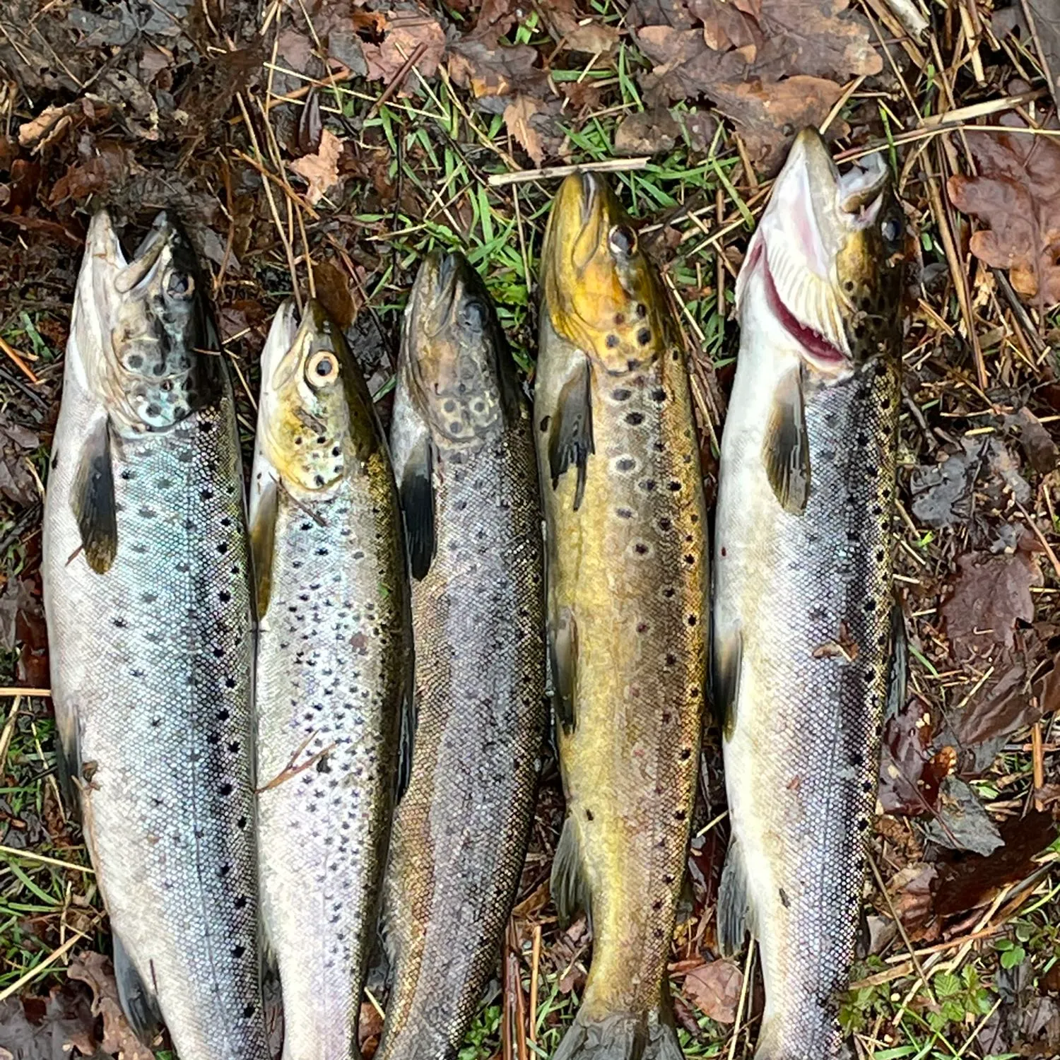 recently logged catches