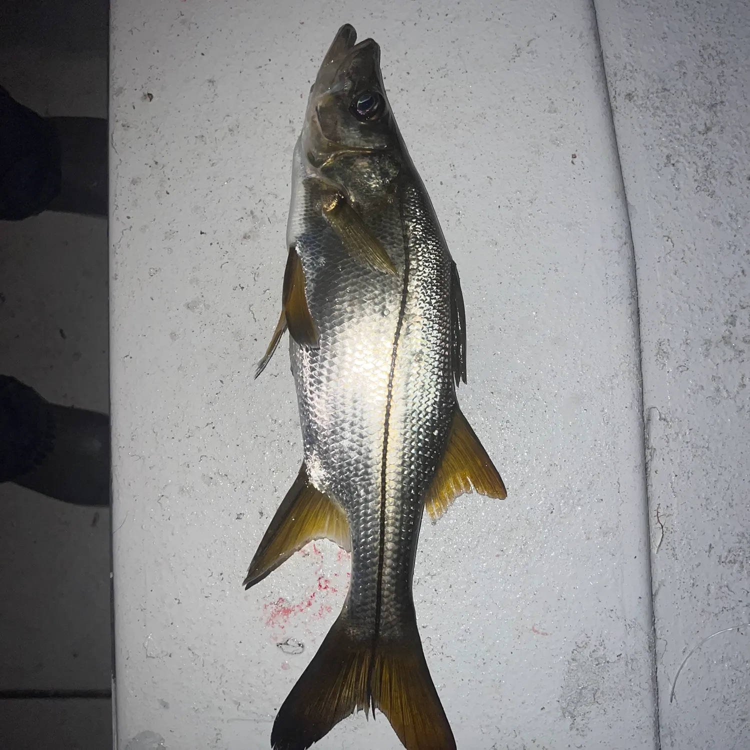 The most popular recent Tarpon Snook catch on Fishbrain