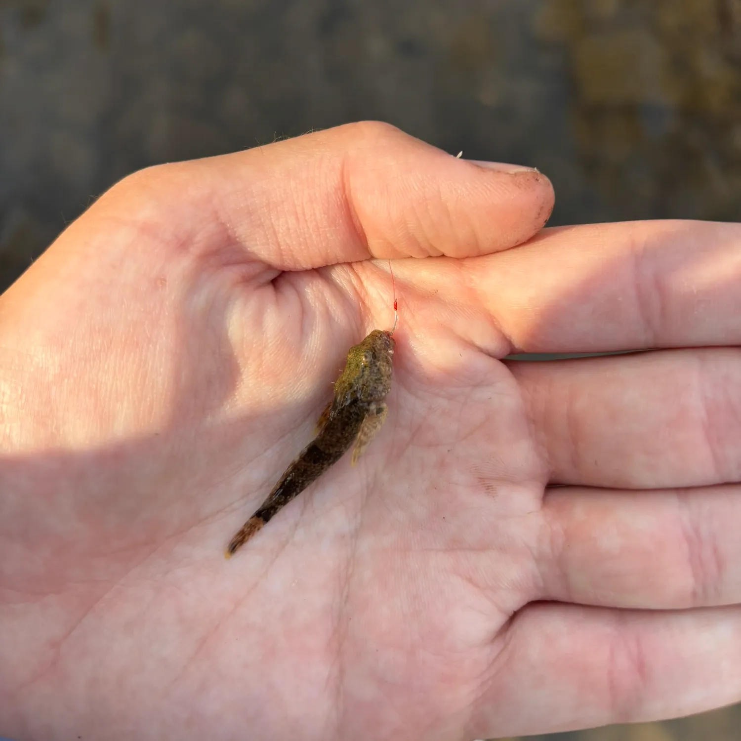 The most popular recent Mottled sculpin catch on Fishbrain