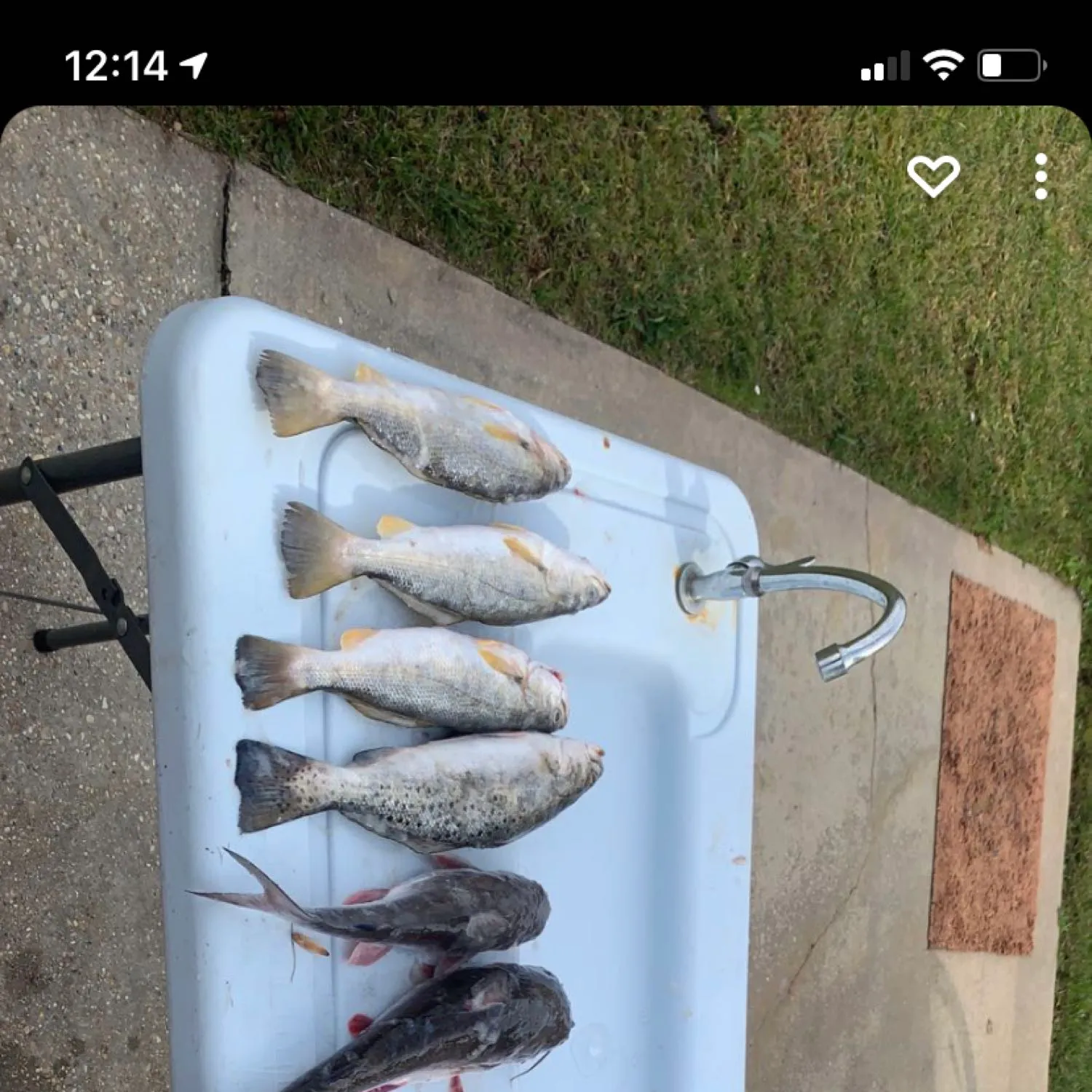 recently logged catches