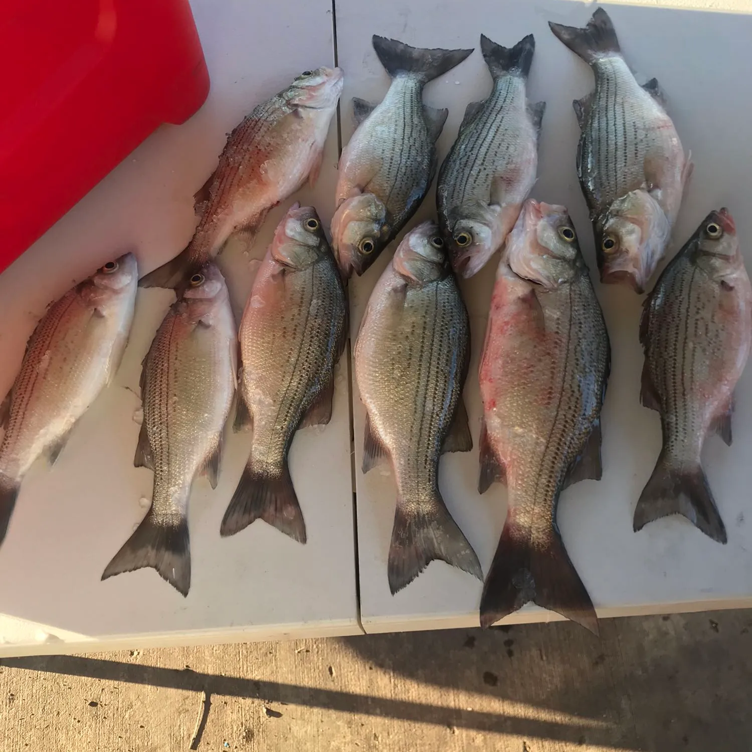 recently logged catches