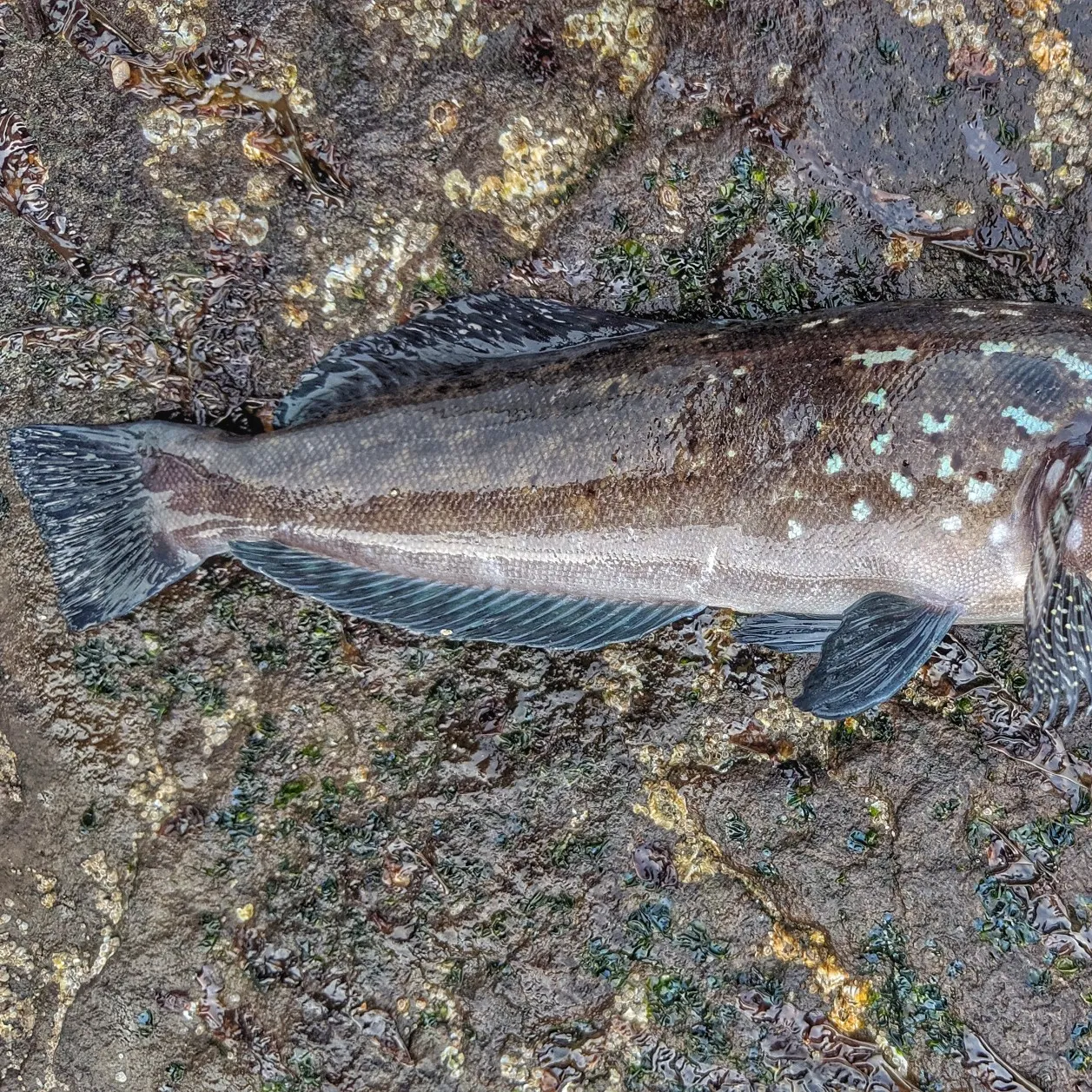 The most popular recent Kelp greenling catch on Fishbrain