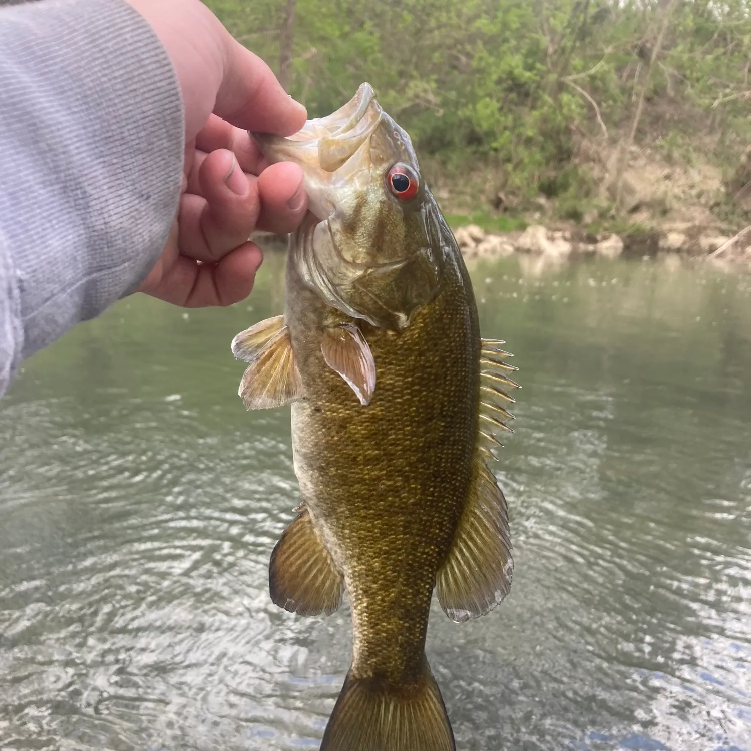 ᐅ Little Chartiers Creek fishing reports🎣• Peters, PA (United States ...