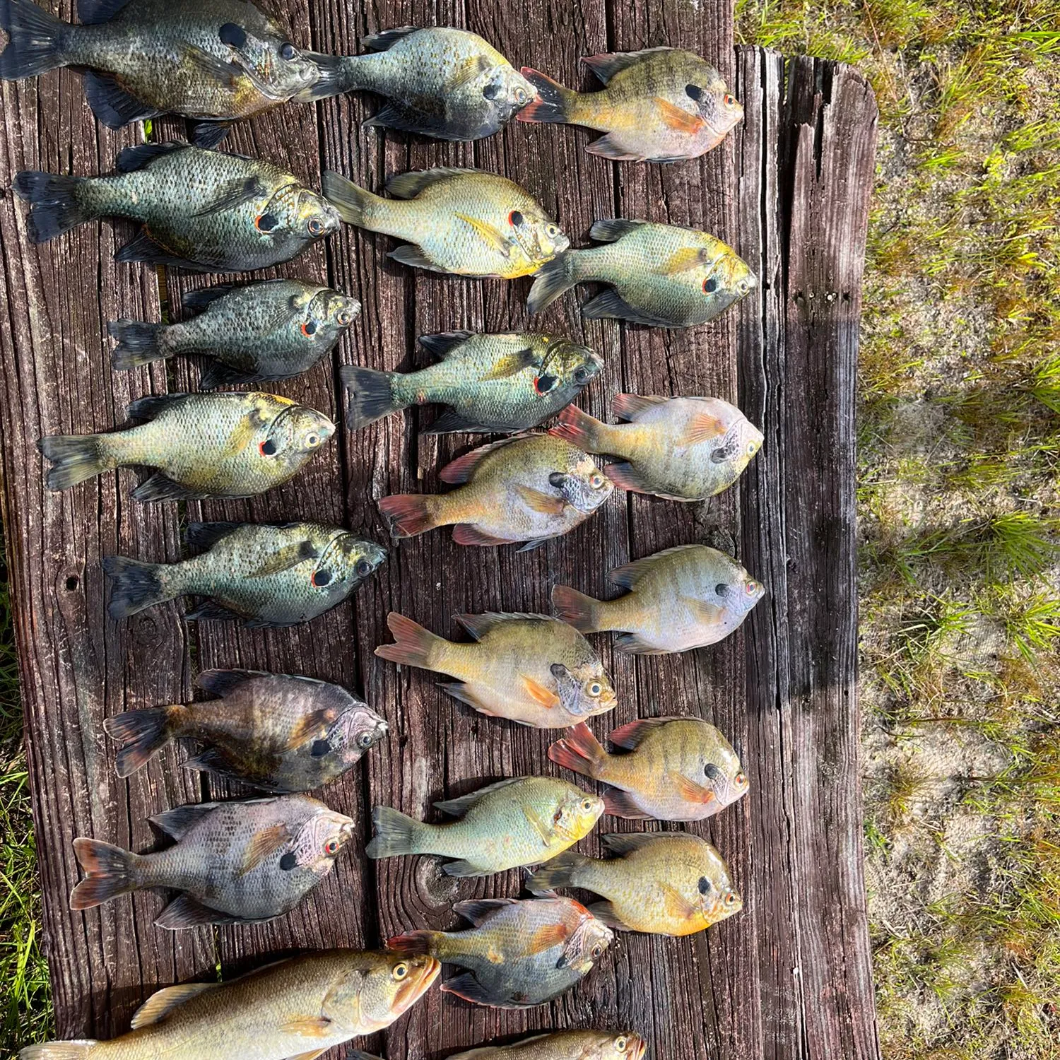 recently logged catches