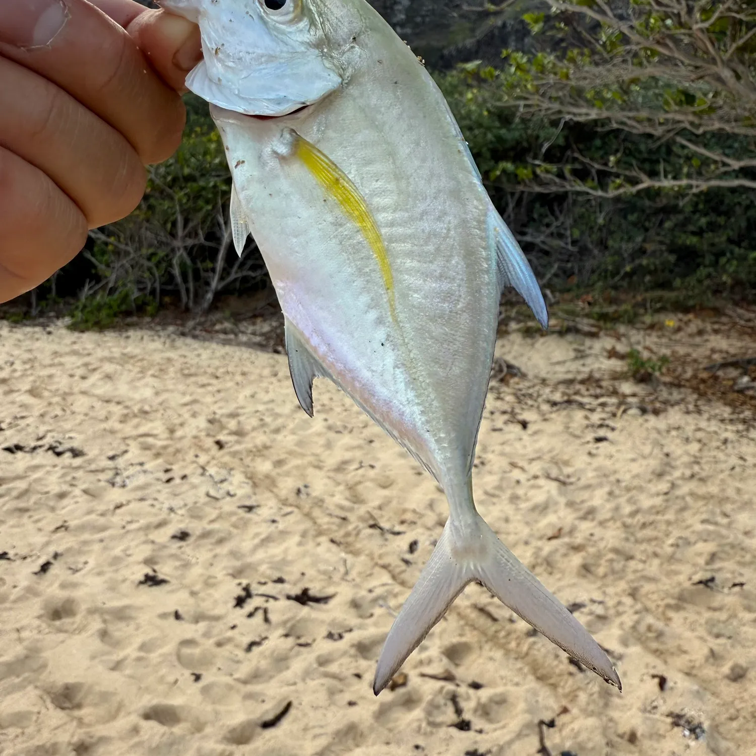 The most popular recent Bluefin trevally catch on Fishbrain