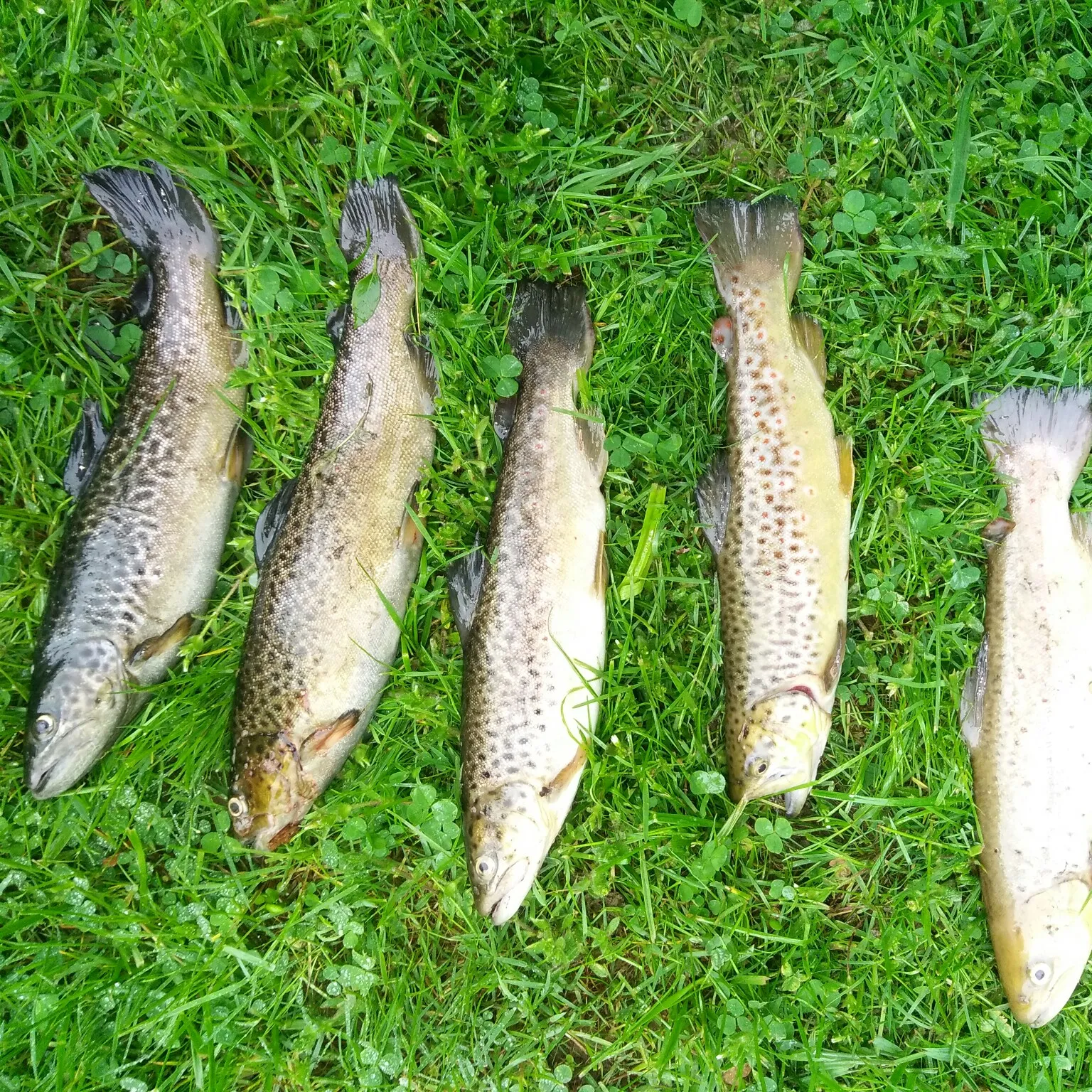 recently logged catches