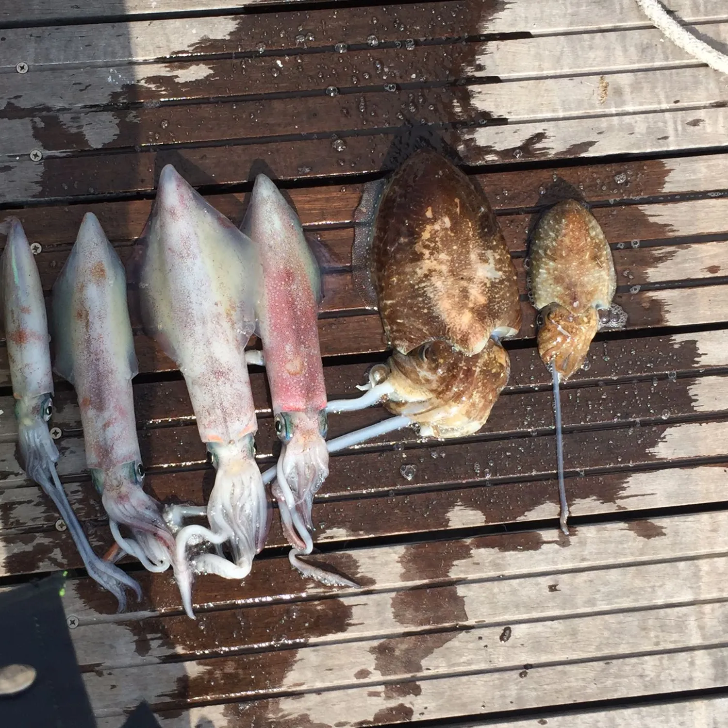 recently logged catches