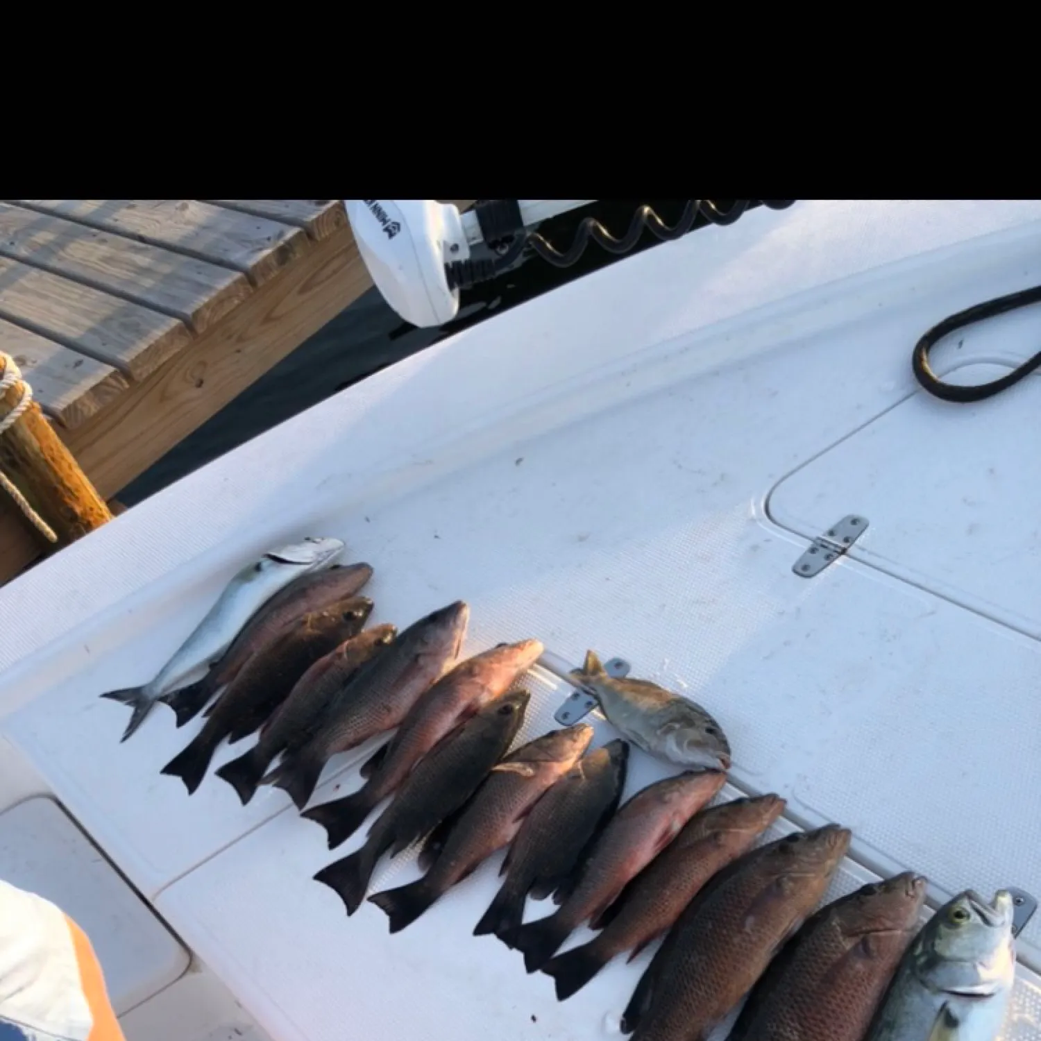 recently logged catches