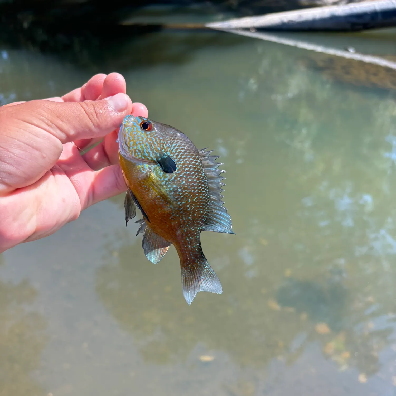 The most popular recent Longear sunfish catch on Fishbrain