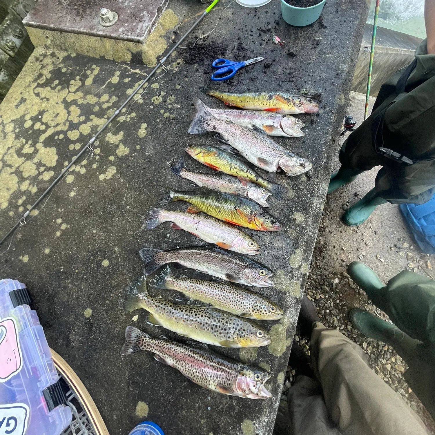 recently logged catches