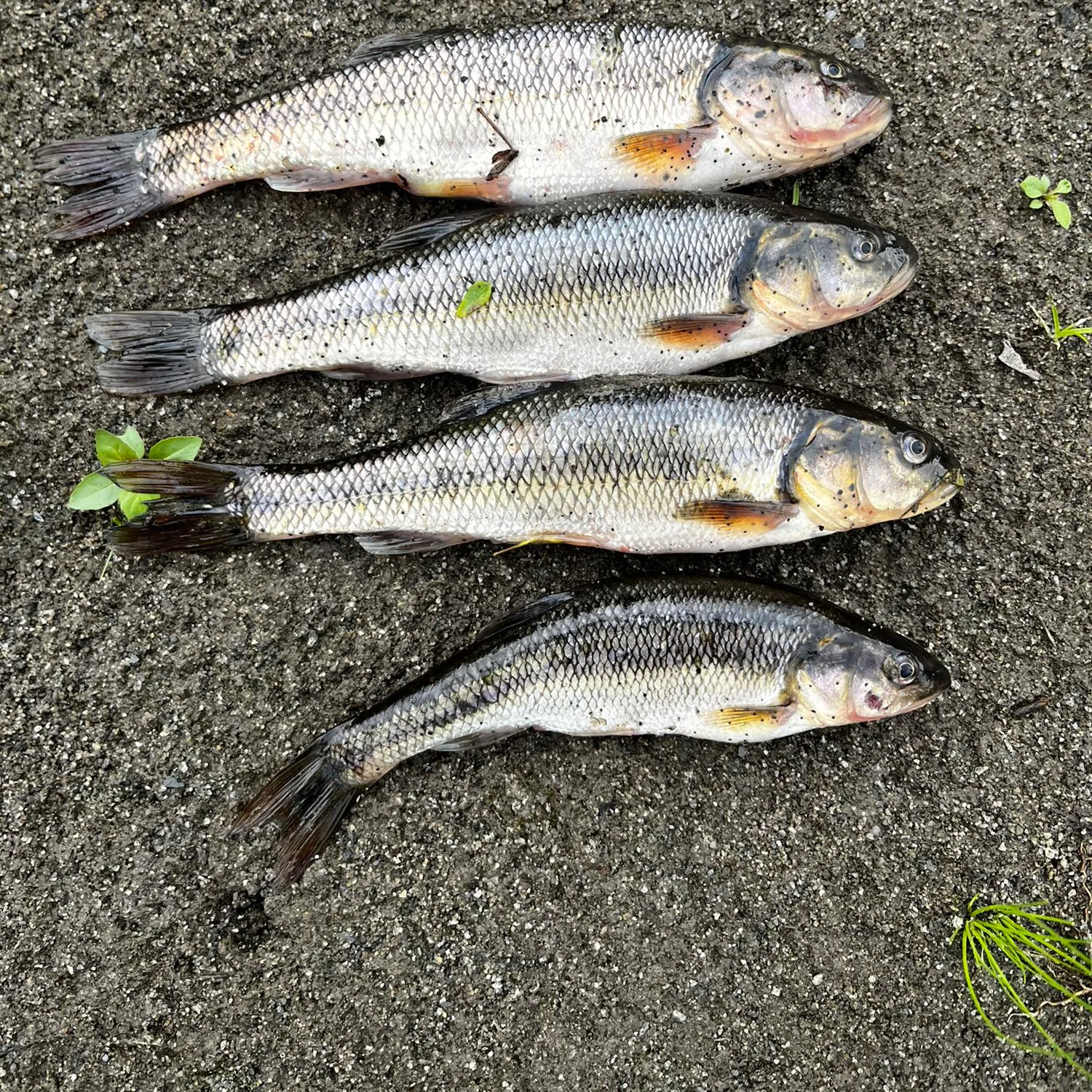 recently logged catches