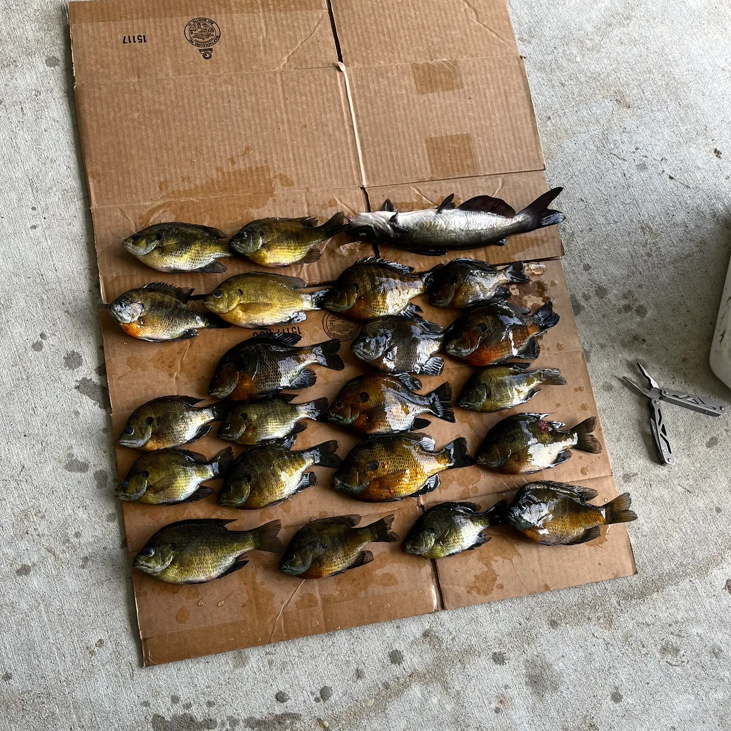 recently logged catches