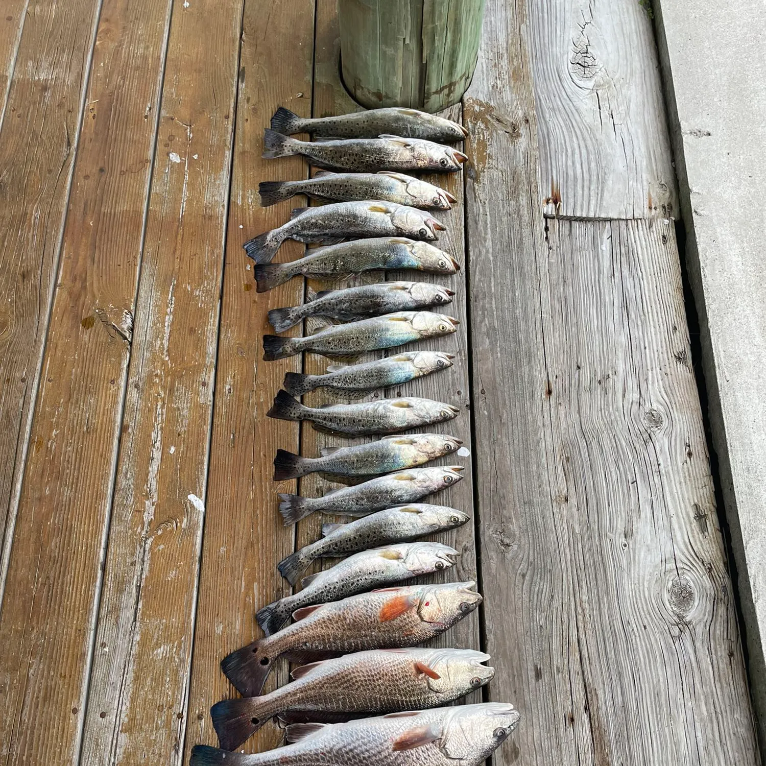 recently logged catches