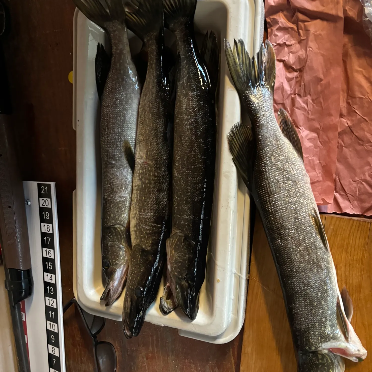 recently logged catches