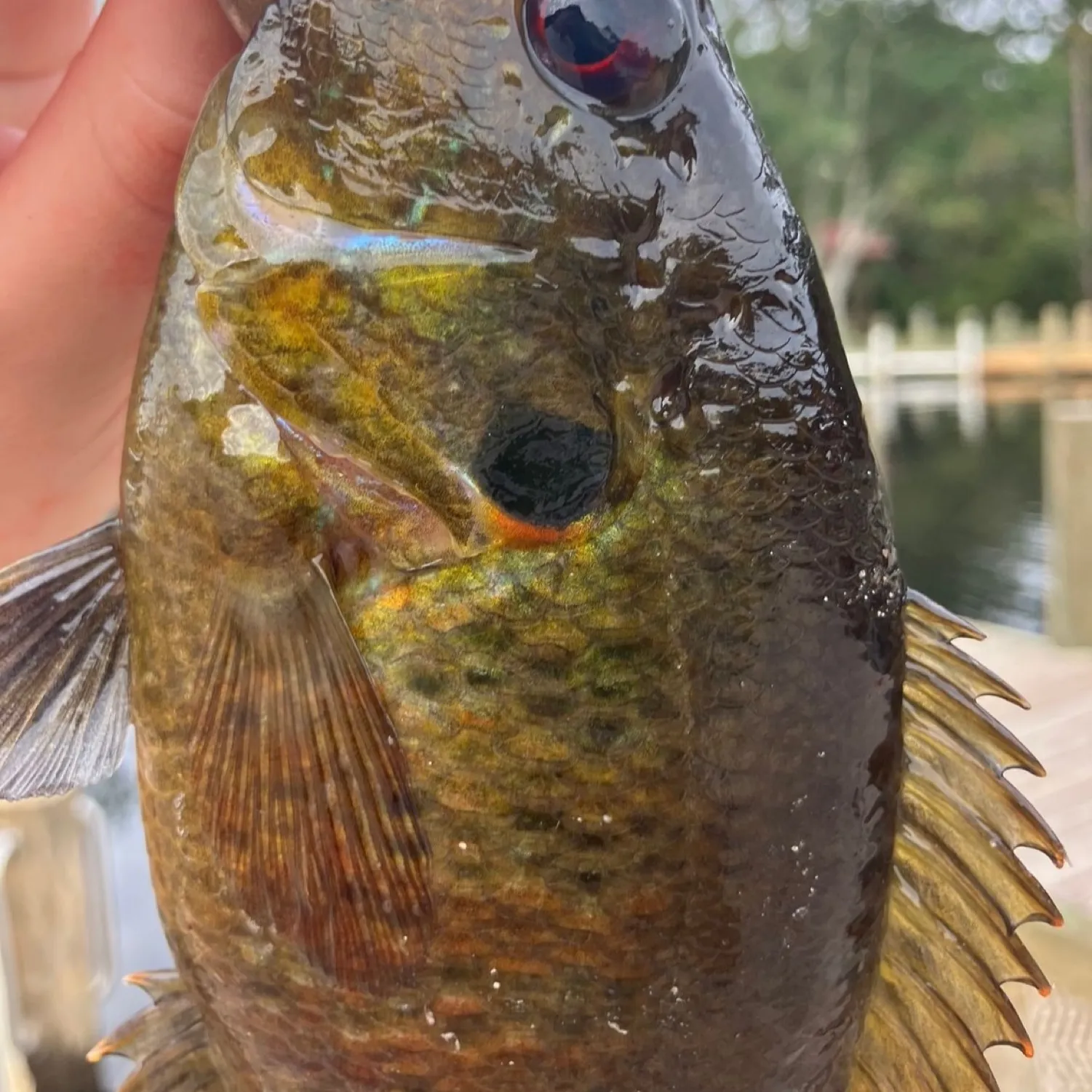 The most popular recent Orange-spotted grouper catch on Fishbrain