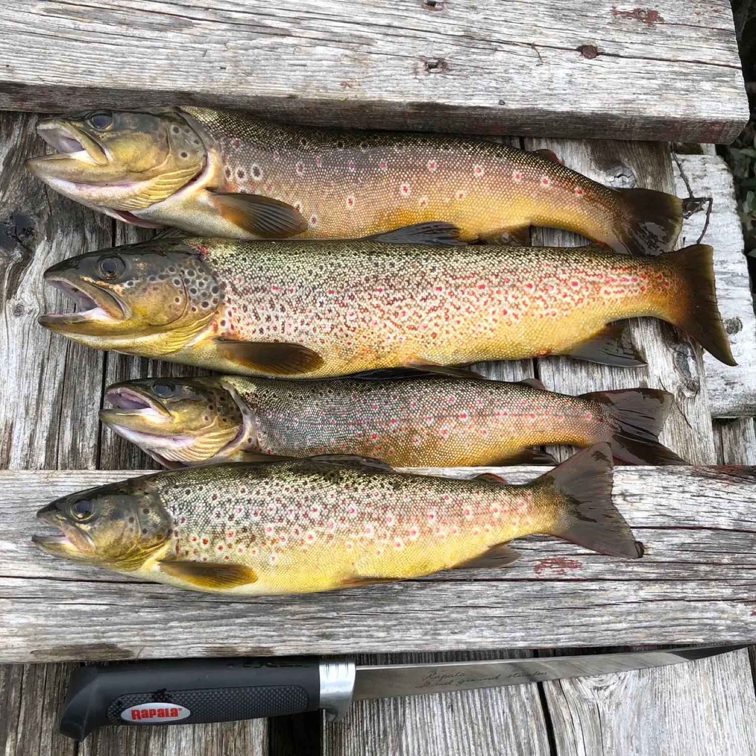 recently logged catches