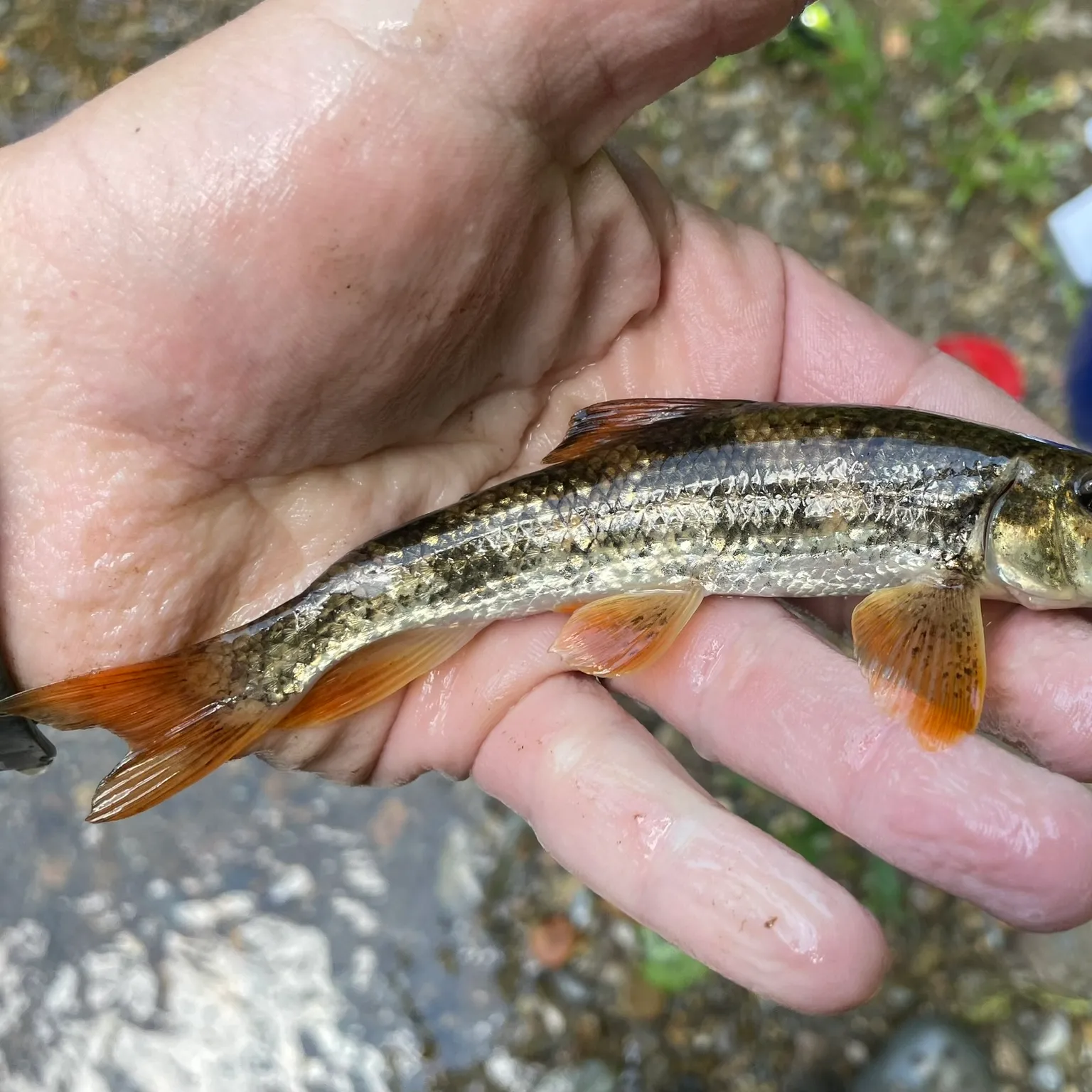 The most popular recent Alabama hogsucker catch on Fishbrain