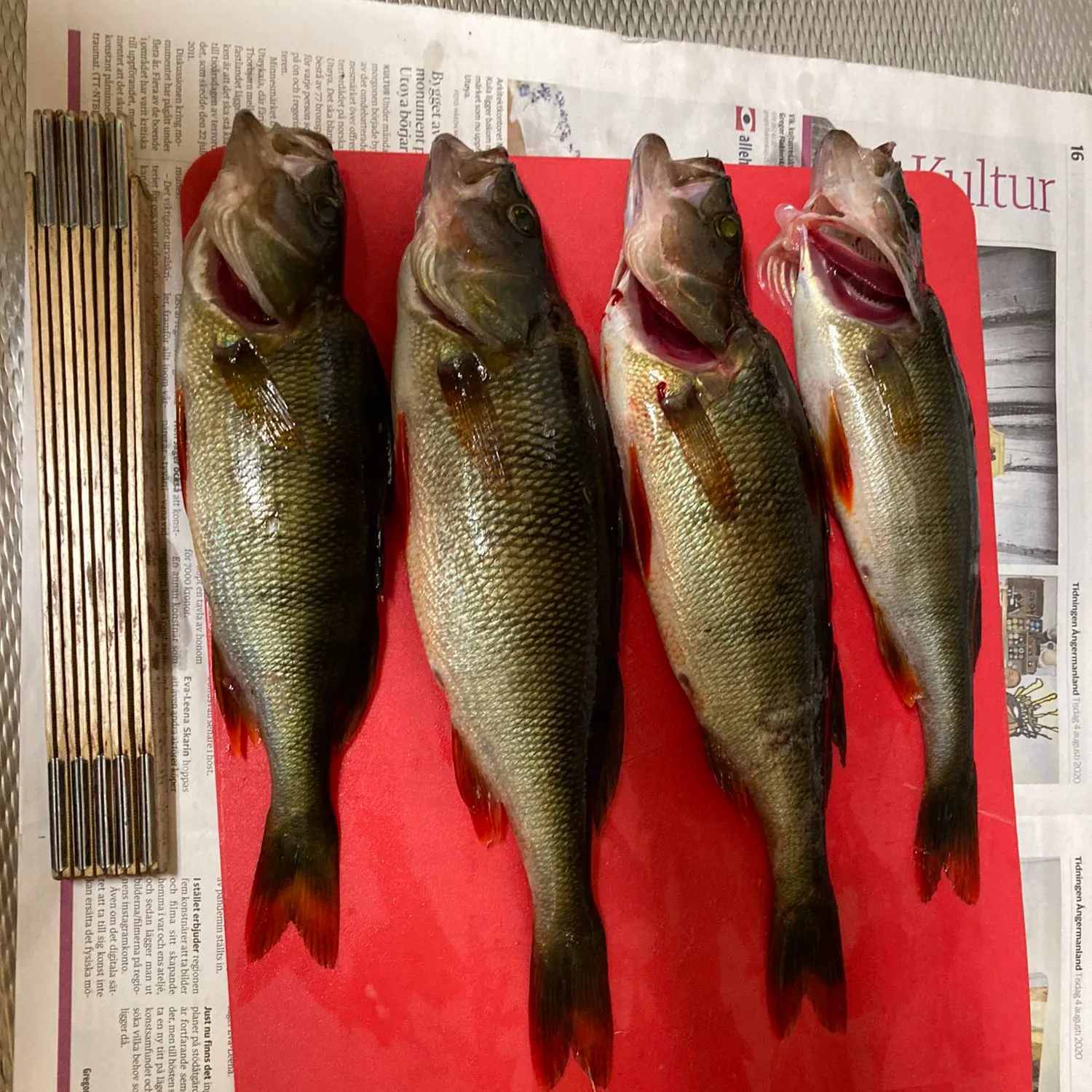 recently logged catches