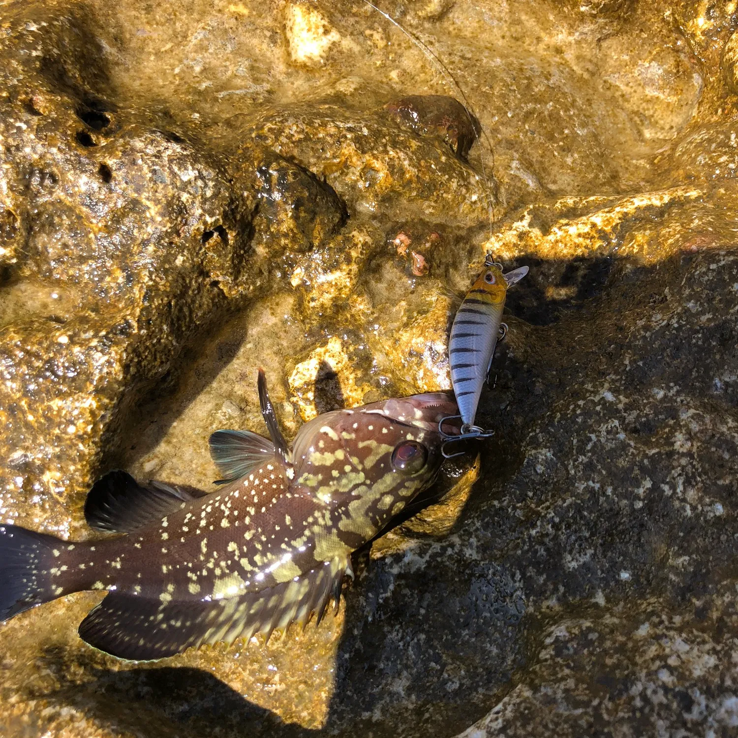 The most popular recent Rock grouper catch on Fishbrain