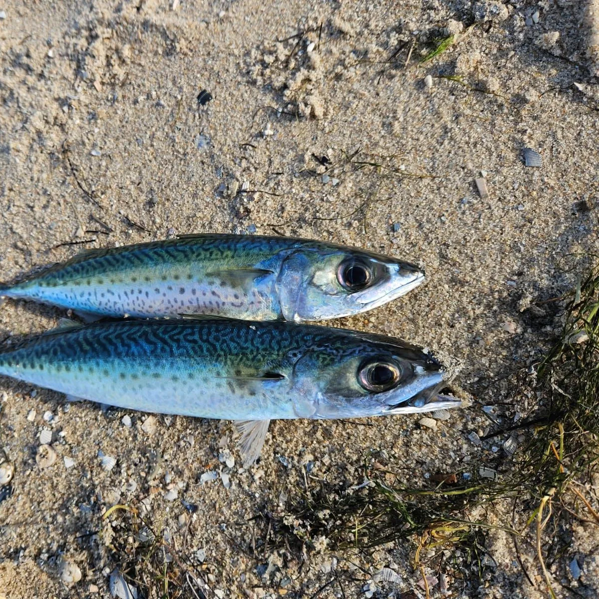 The most popular recent Blue mackerel catch on Fishbrain