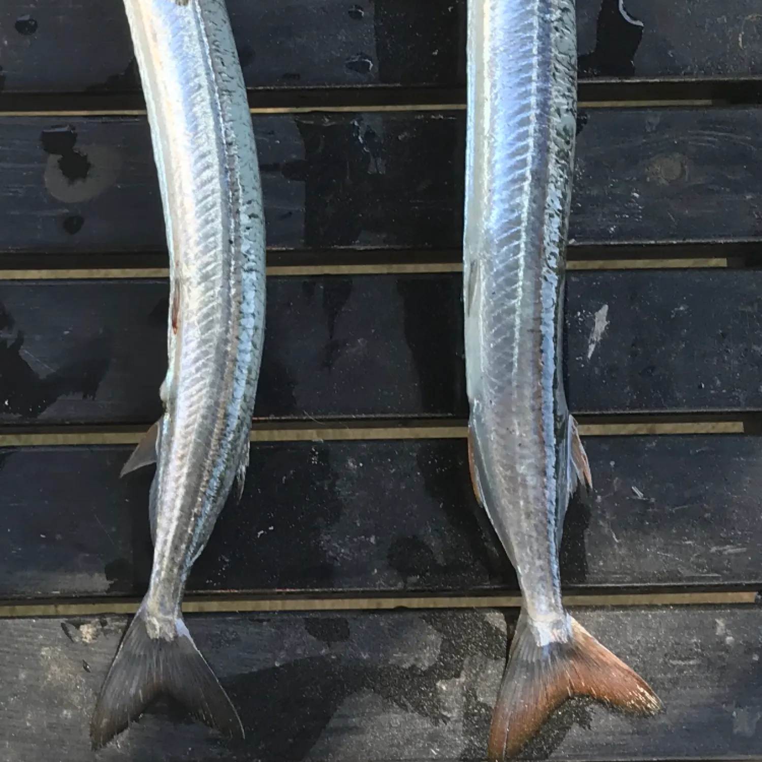 The most popular recent Southern garfish catch on Fishbrain