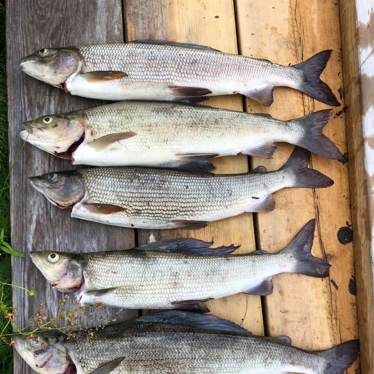 recently logged catches