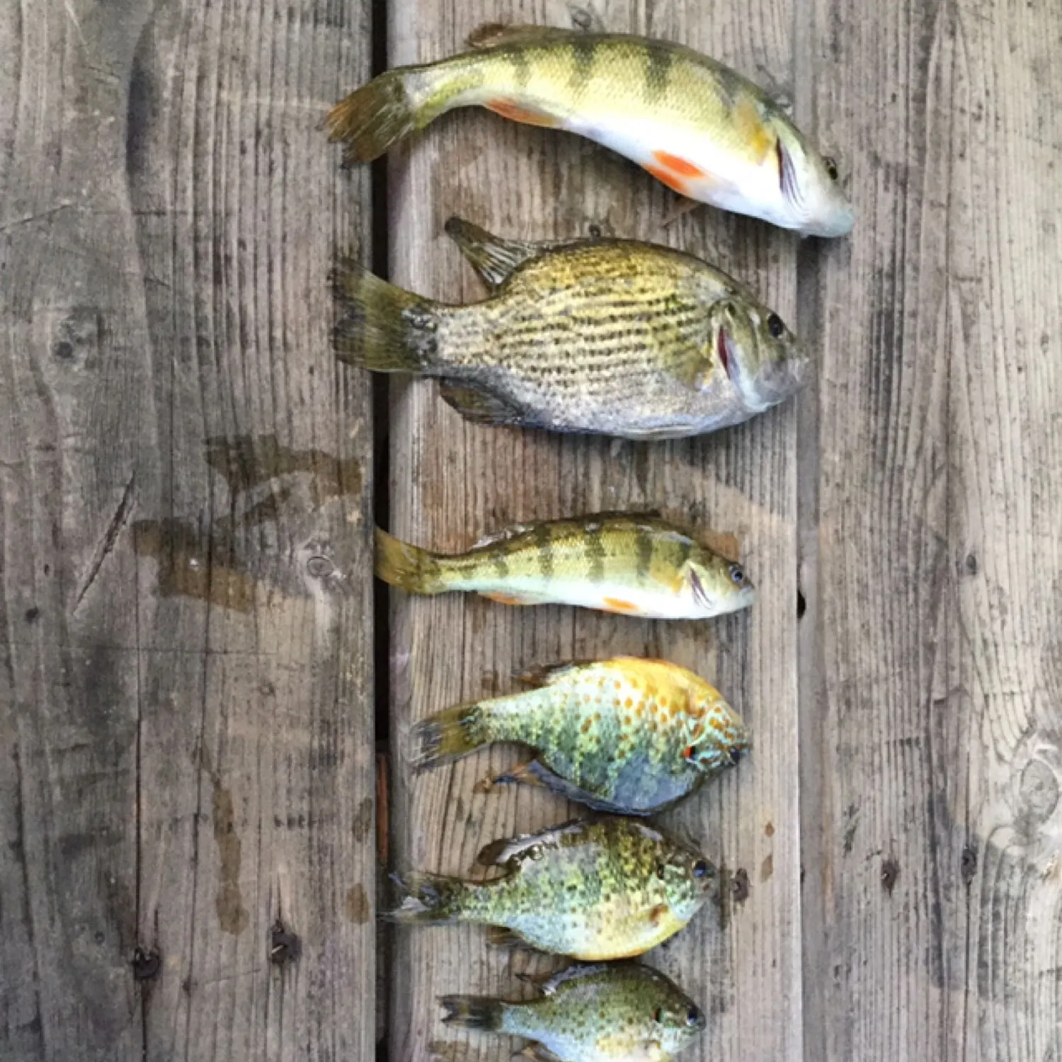 recently logged catches