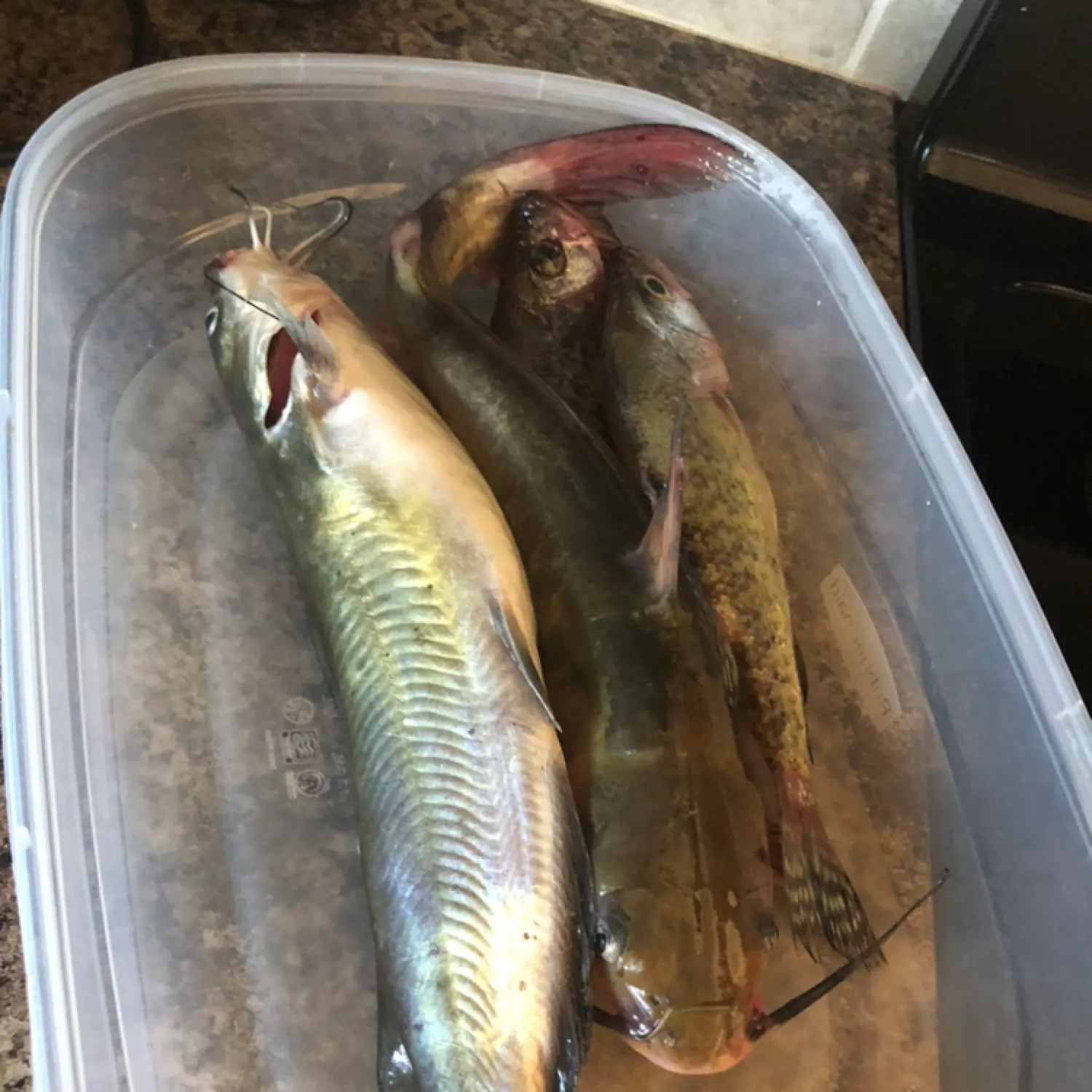 recently logged catches