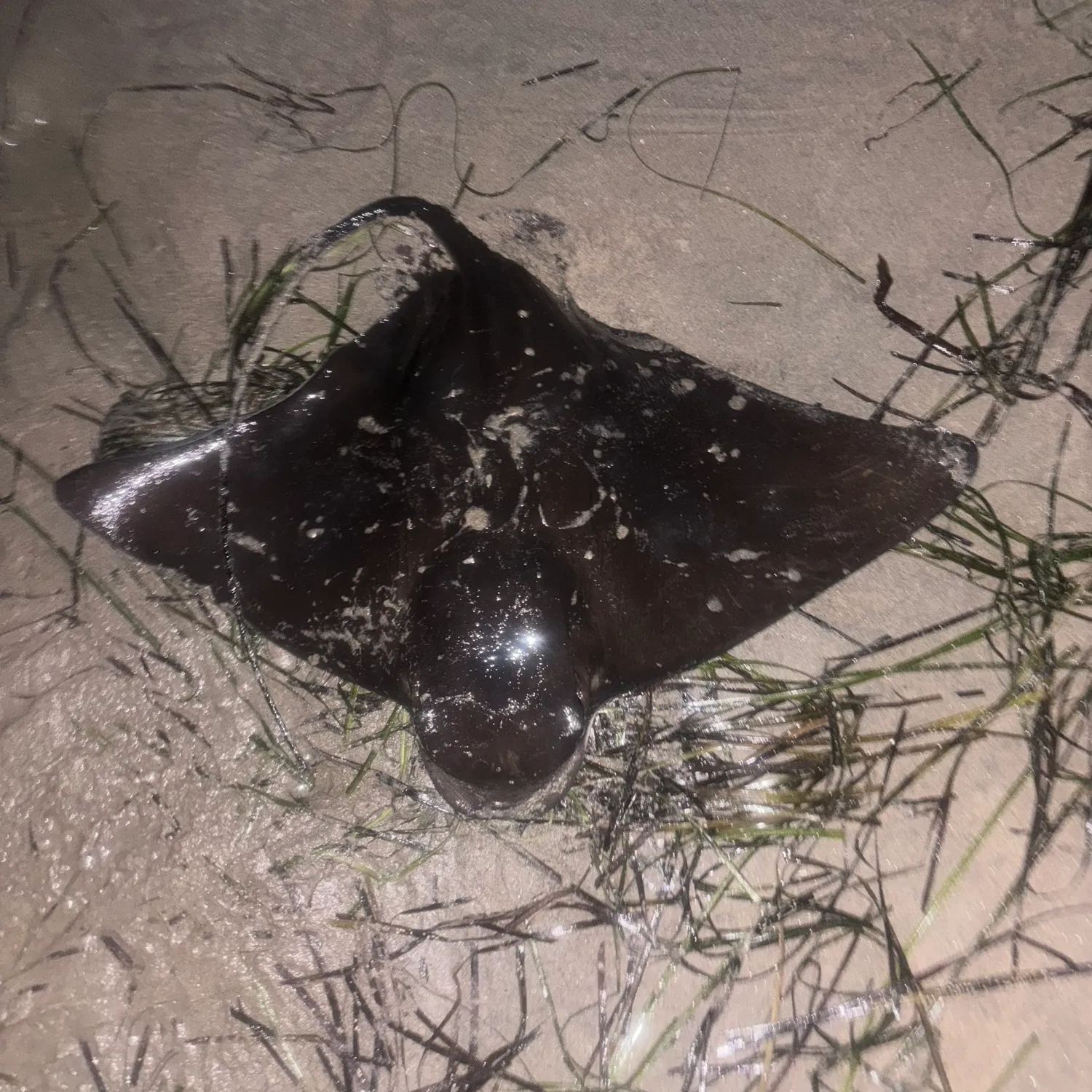 The most popular recent Bat eagle ray catch on Fishbrain