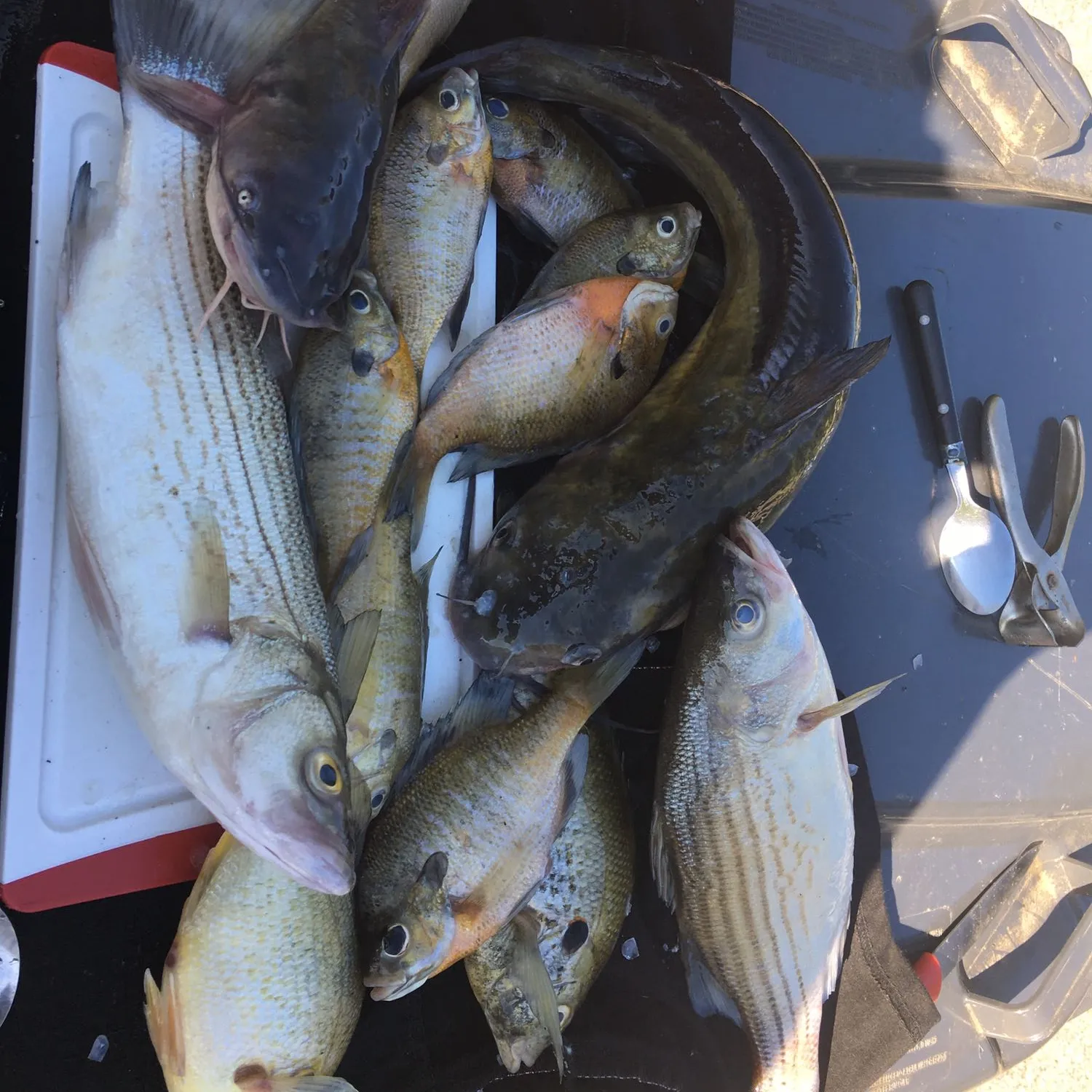 recently logged catches