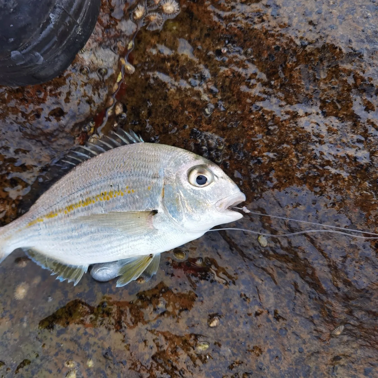 The most popular recent Cape stumpnose catch on Fishbrain