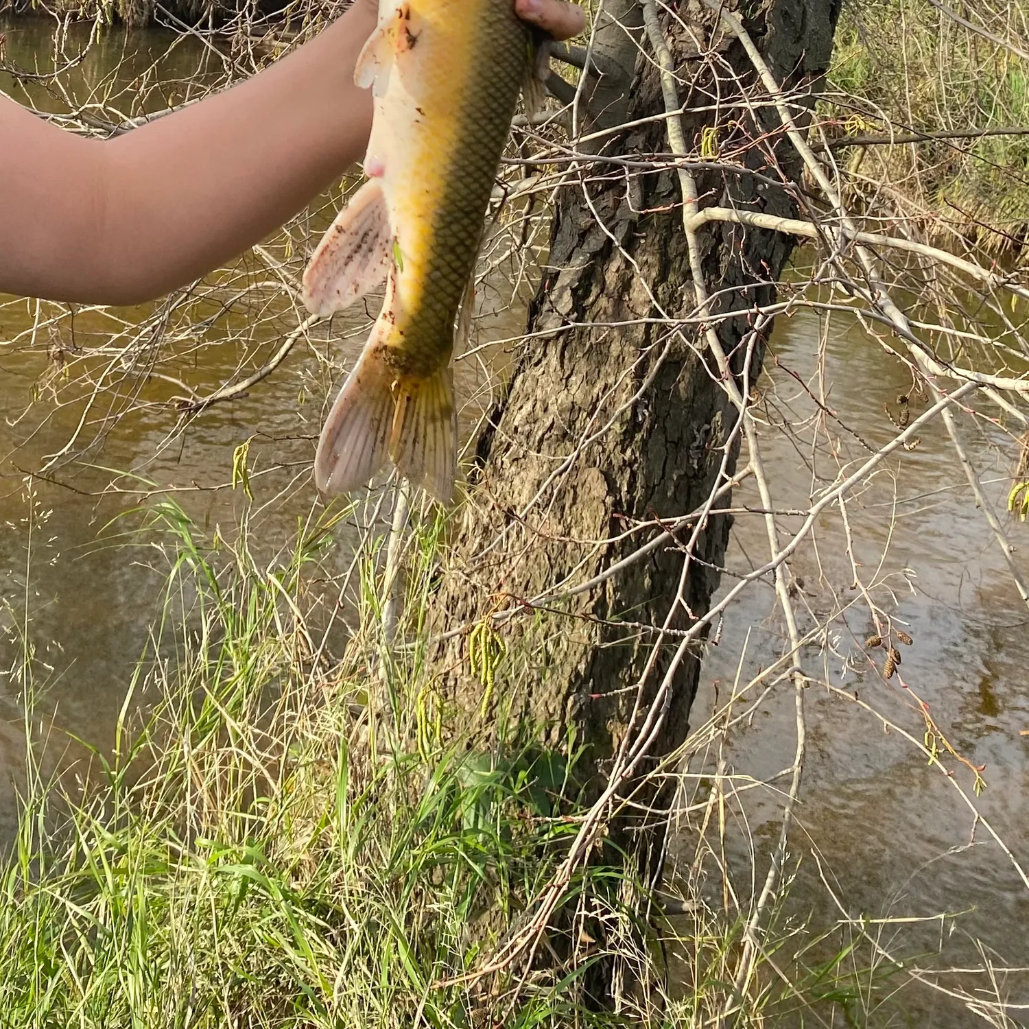 The most popular recent Spotted sucker catch on Fishbrain