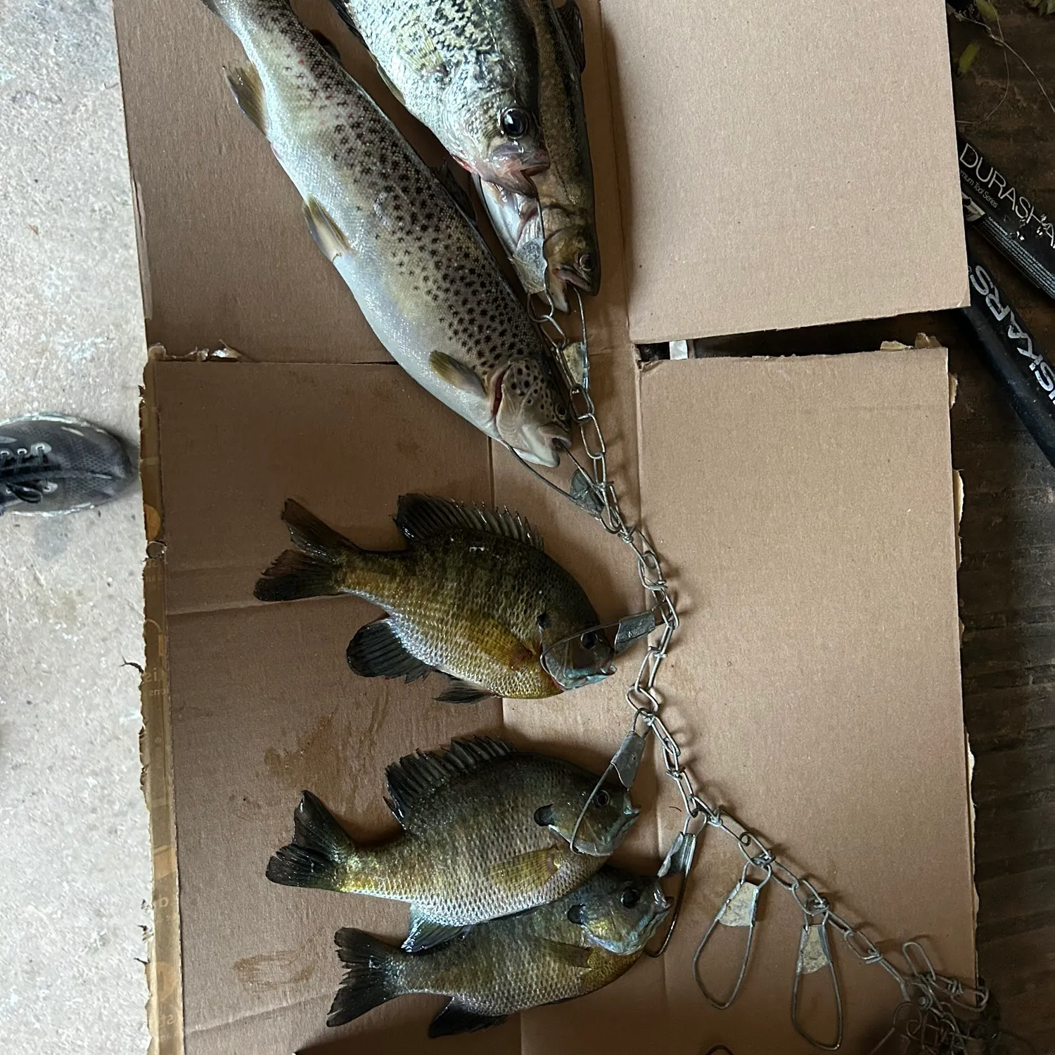 recently logged catches