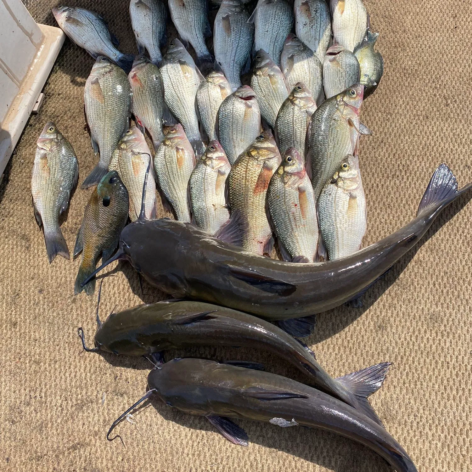 recently logged catches