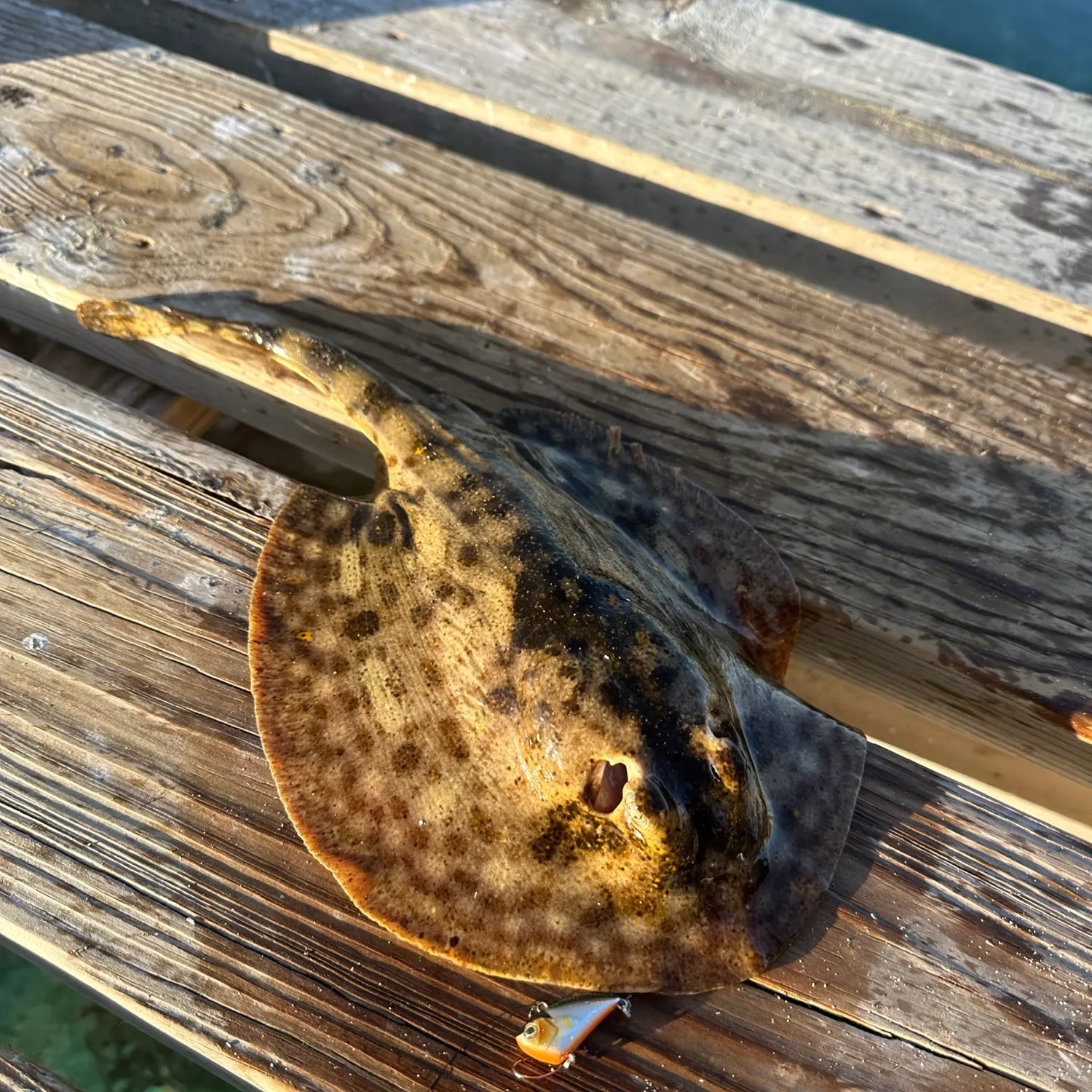 The most popular recent Yellow stingray catch on Fishbrain