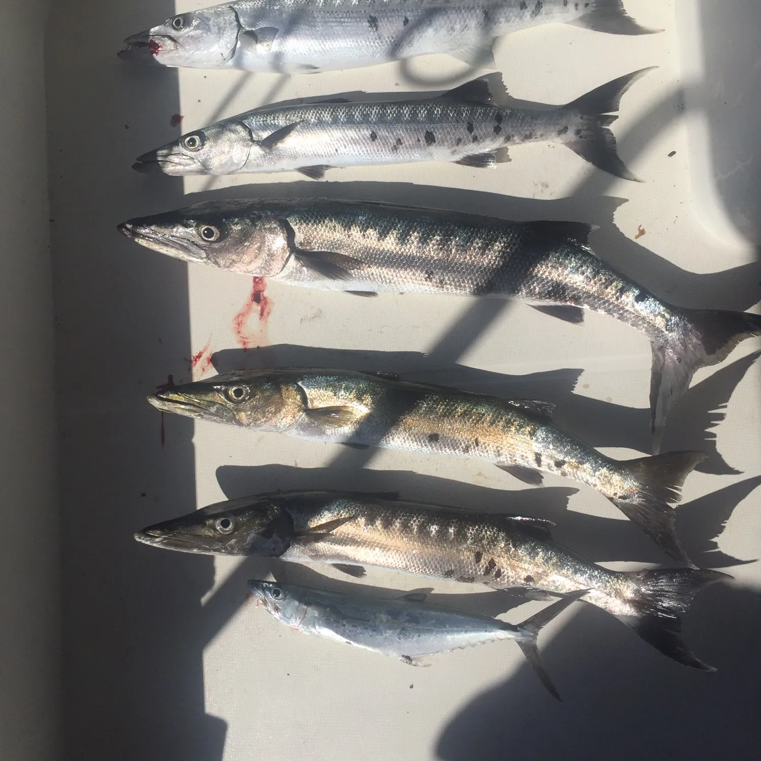 recently logged catches