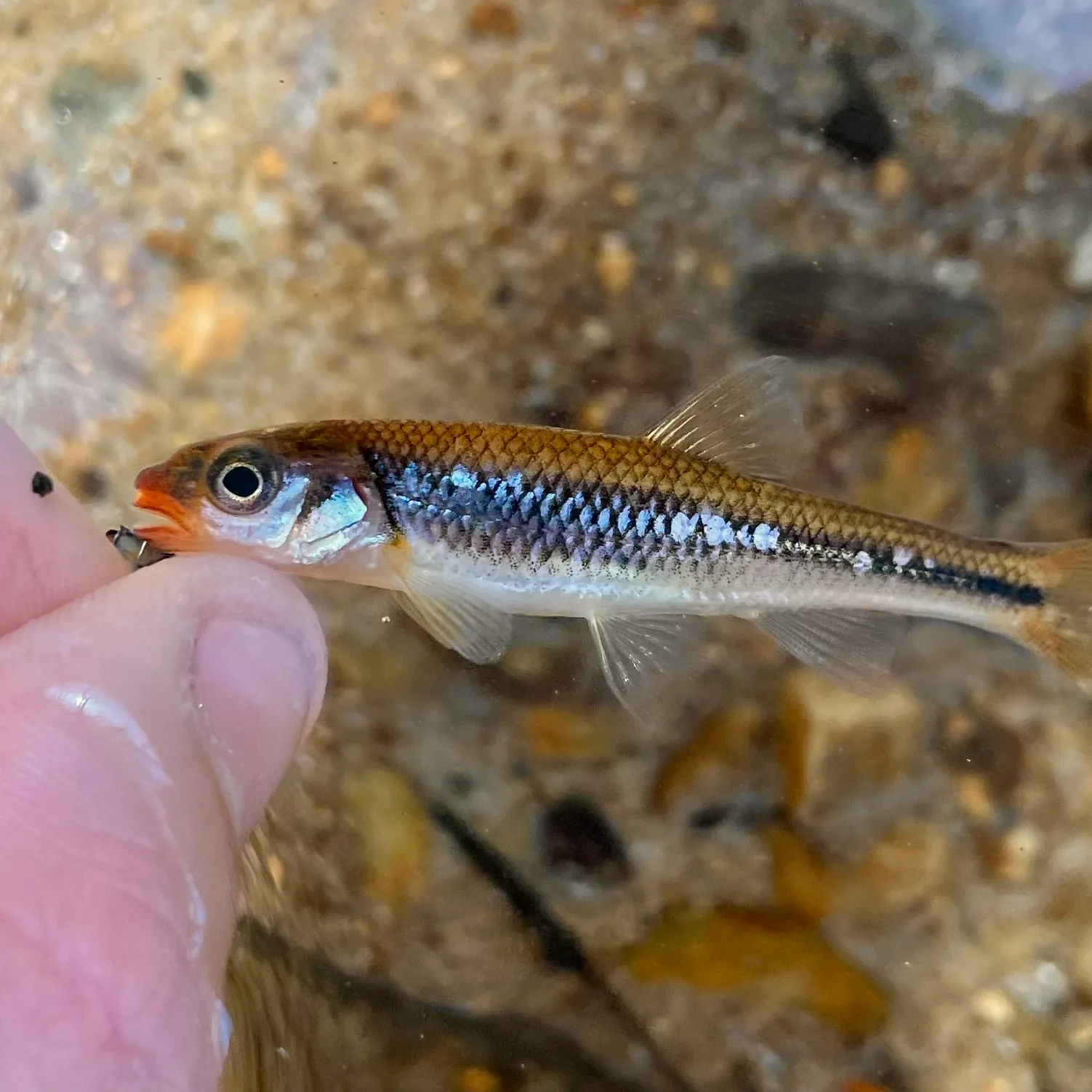 The most popular recent Saffron shiner catch on Fishbrain