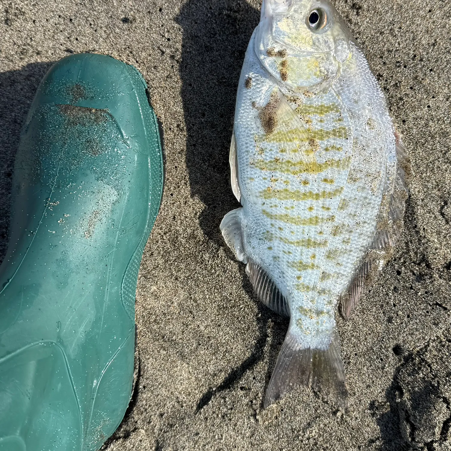 The most popular recent Barred surfperch catch on Fishbrain