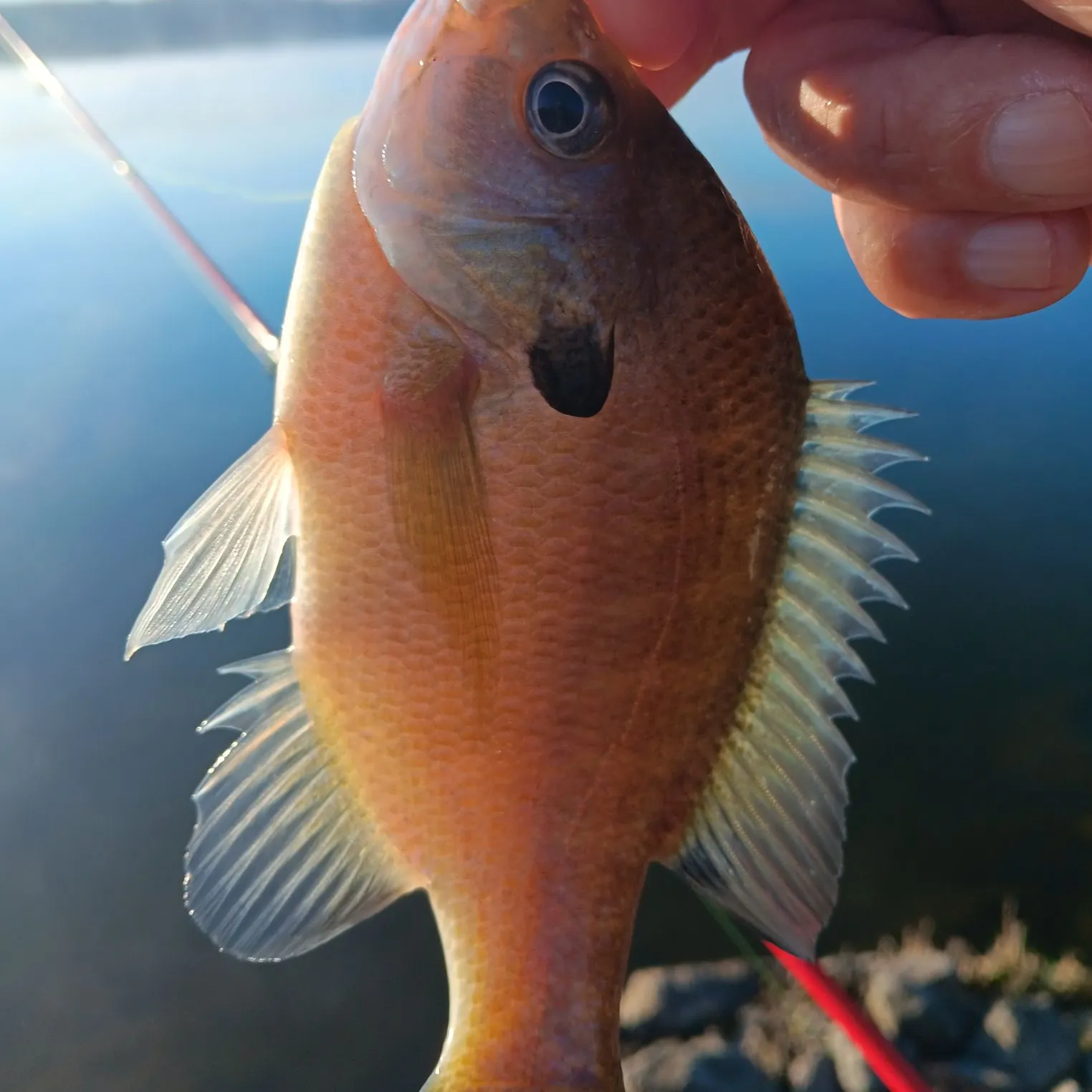 The most popular recent Warmouth catch on Fishbrain