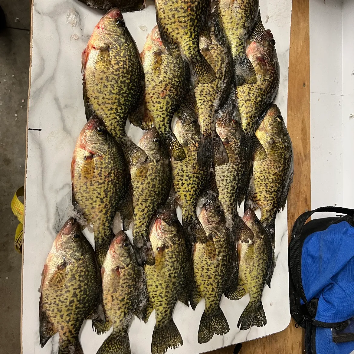 recently logged catches